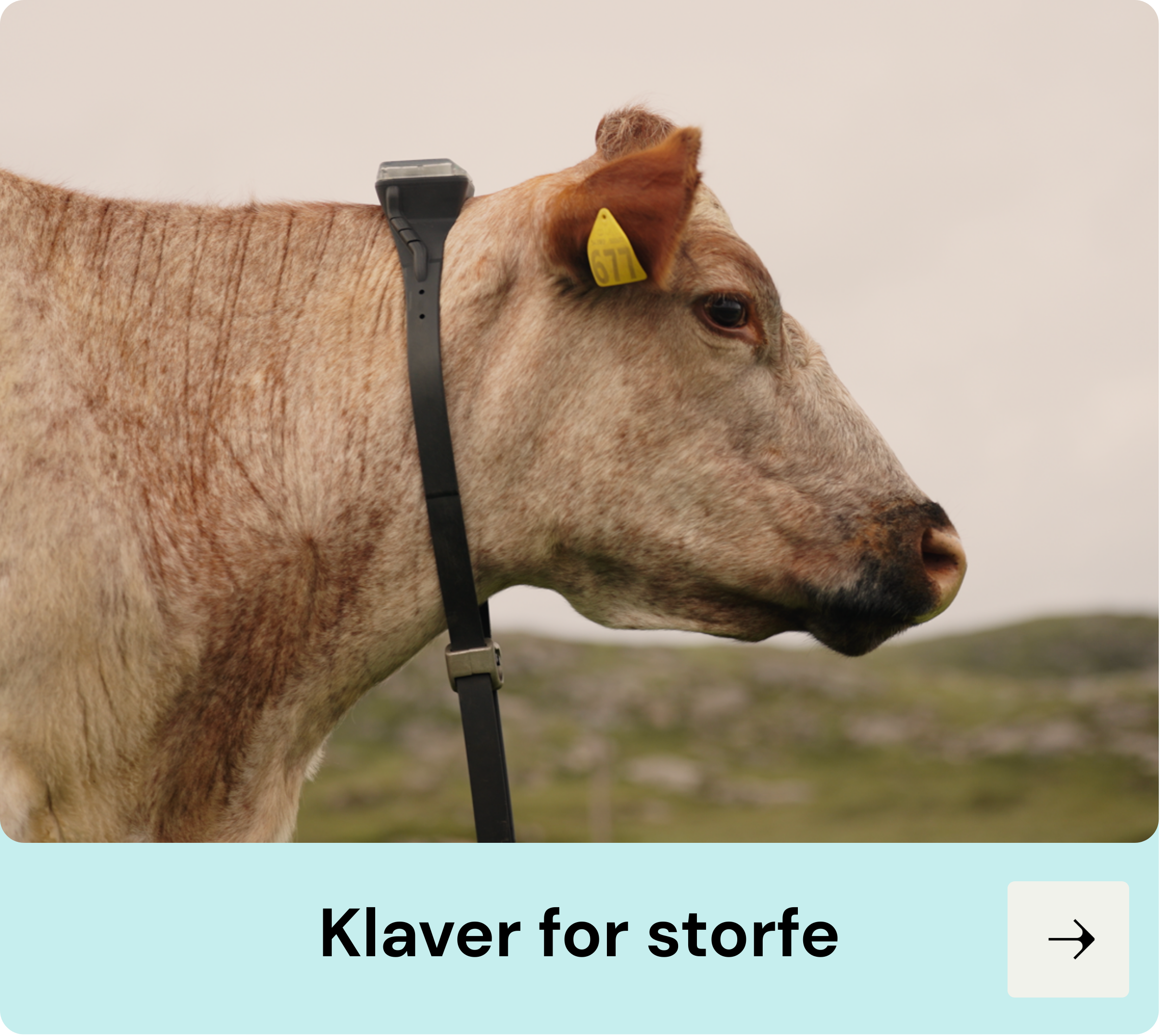 Klaver for storfe, monil for storfe, virtual gjerder for storfe