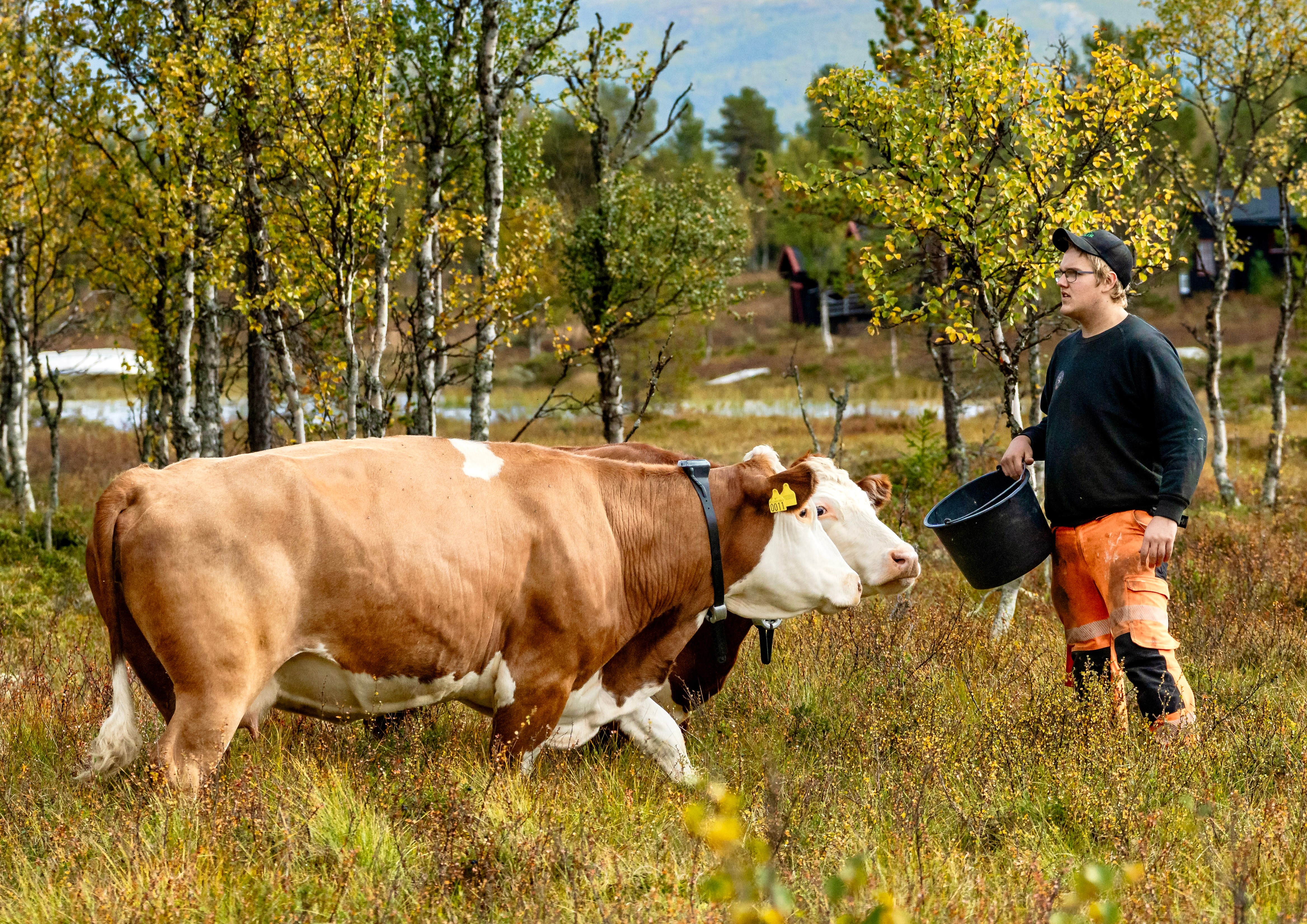 virtuelle gjerder, Monil