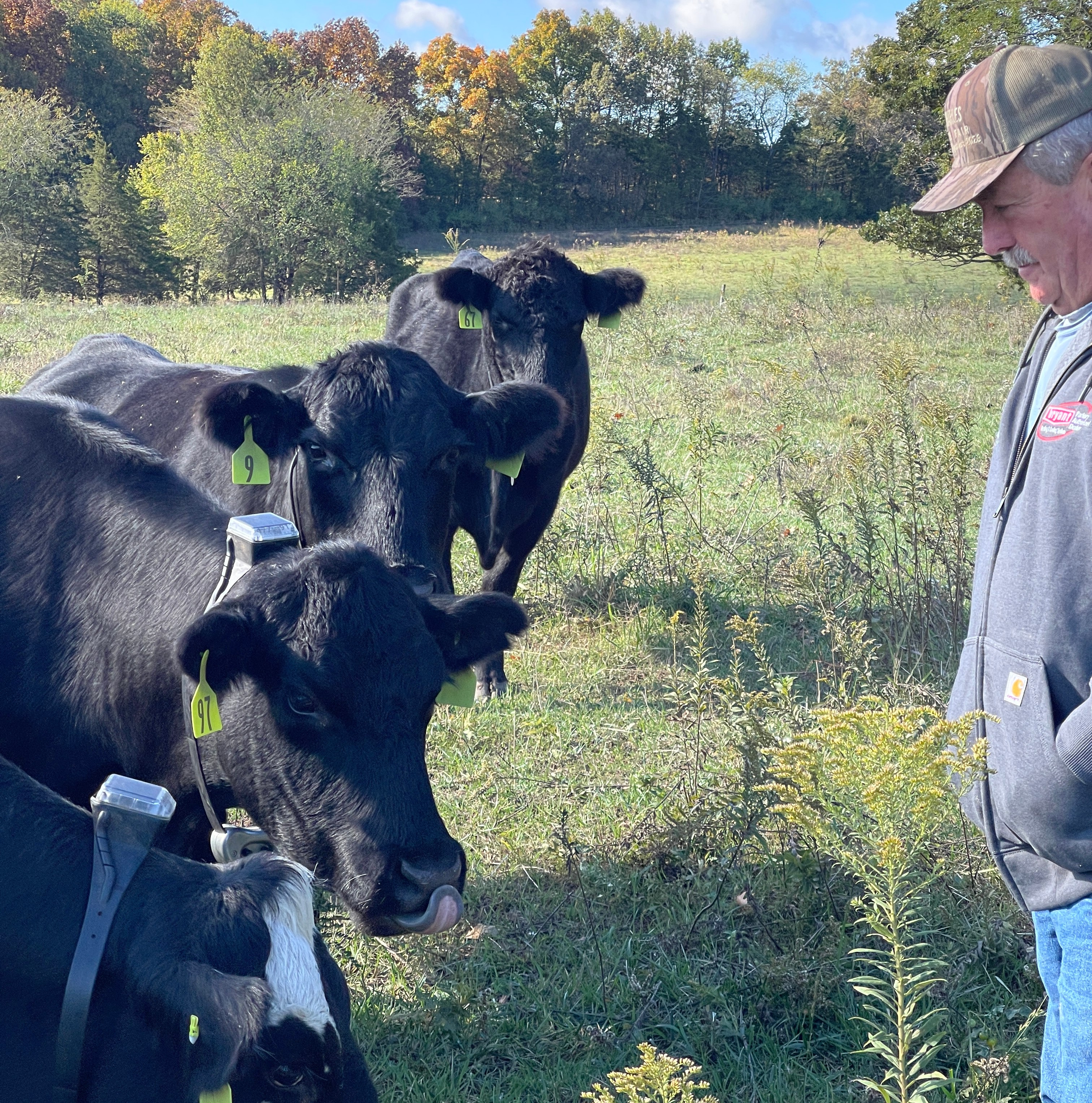 Bill Ryan with his cattle wearing Monil collars