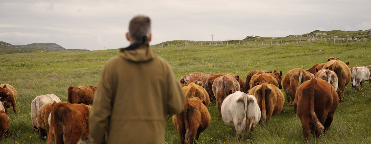 Family petting cow with Monil collar
