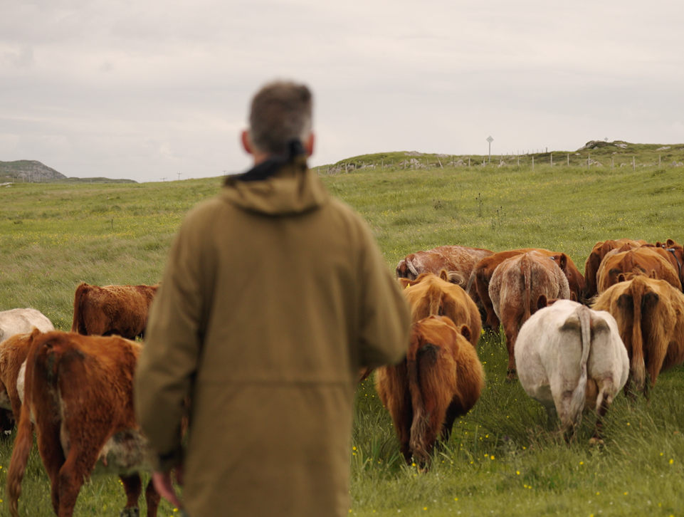 Rob Wainwright with his cattle wearing Monil collars