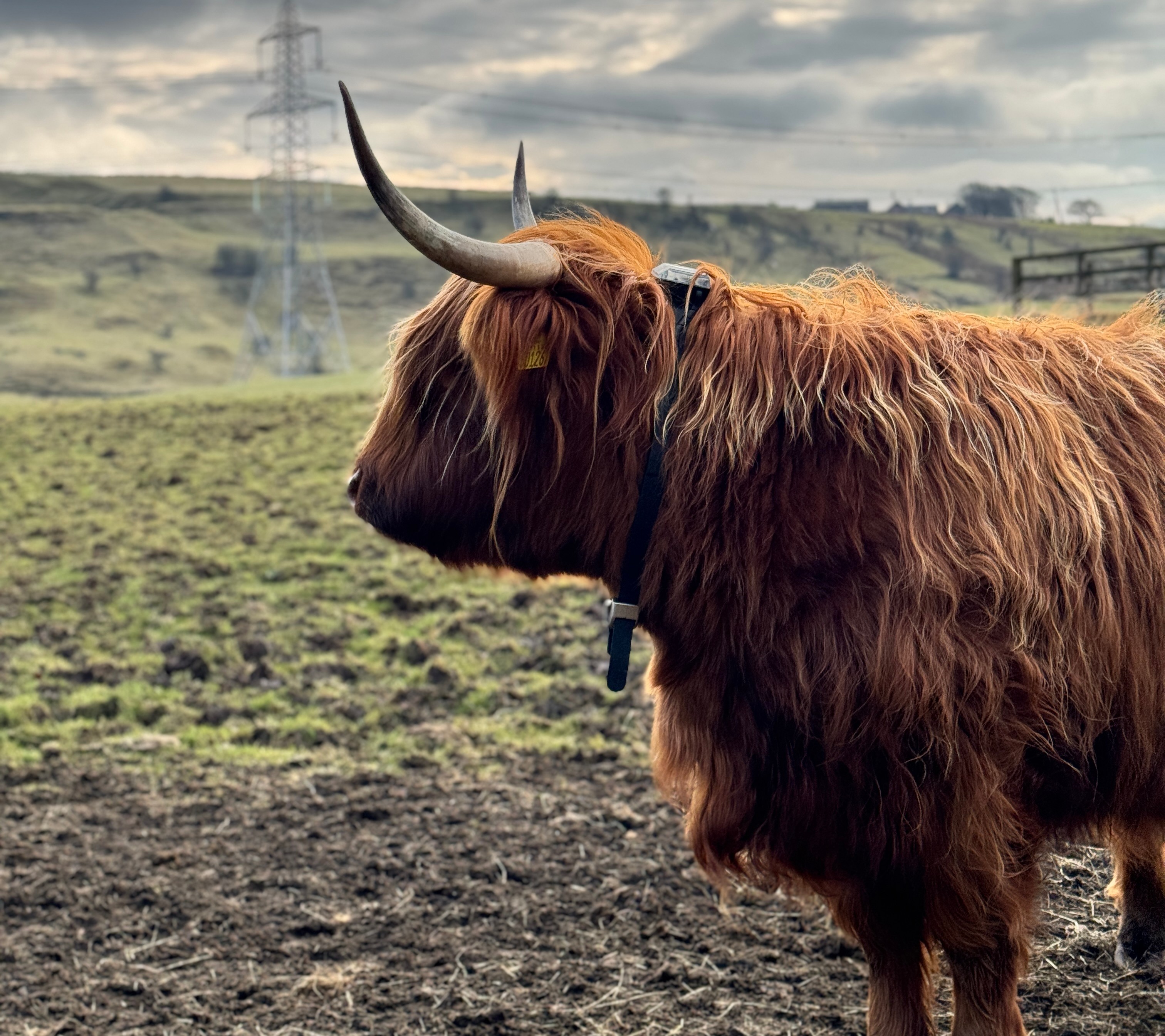 Highland cow grazing with a Monil collar