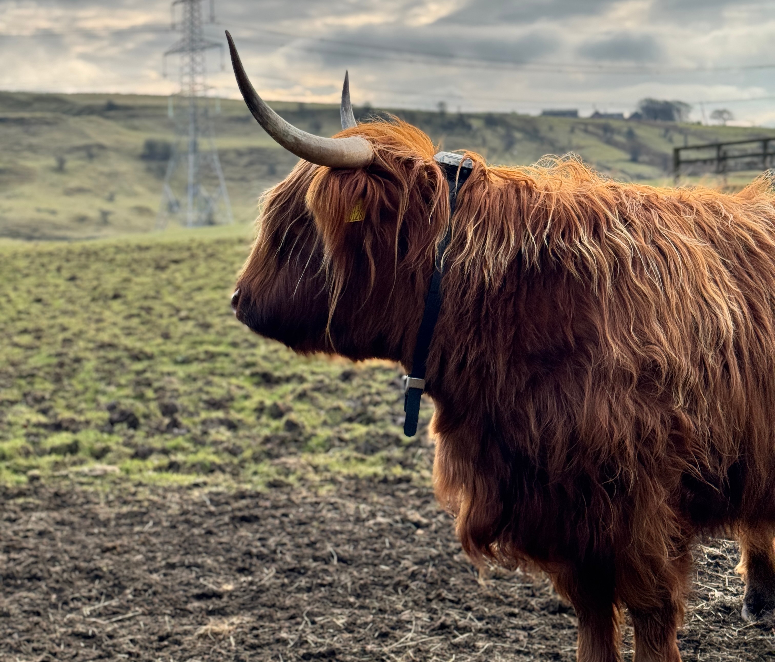 Highland kyr med Monil virtuell gjerde