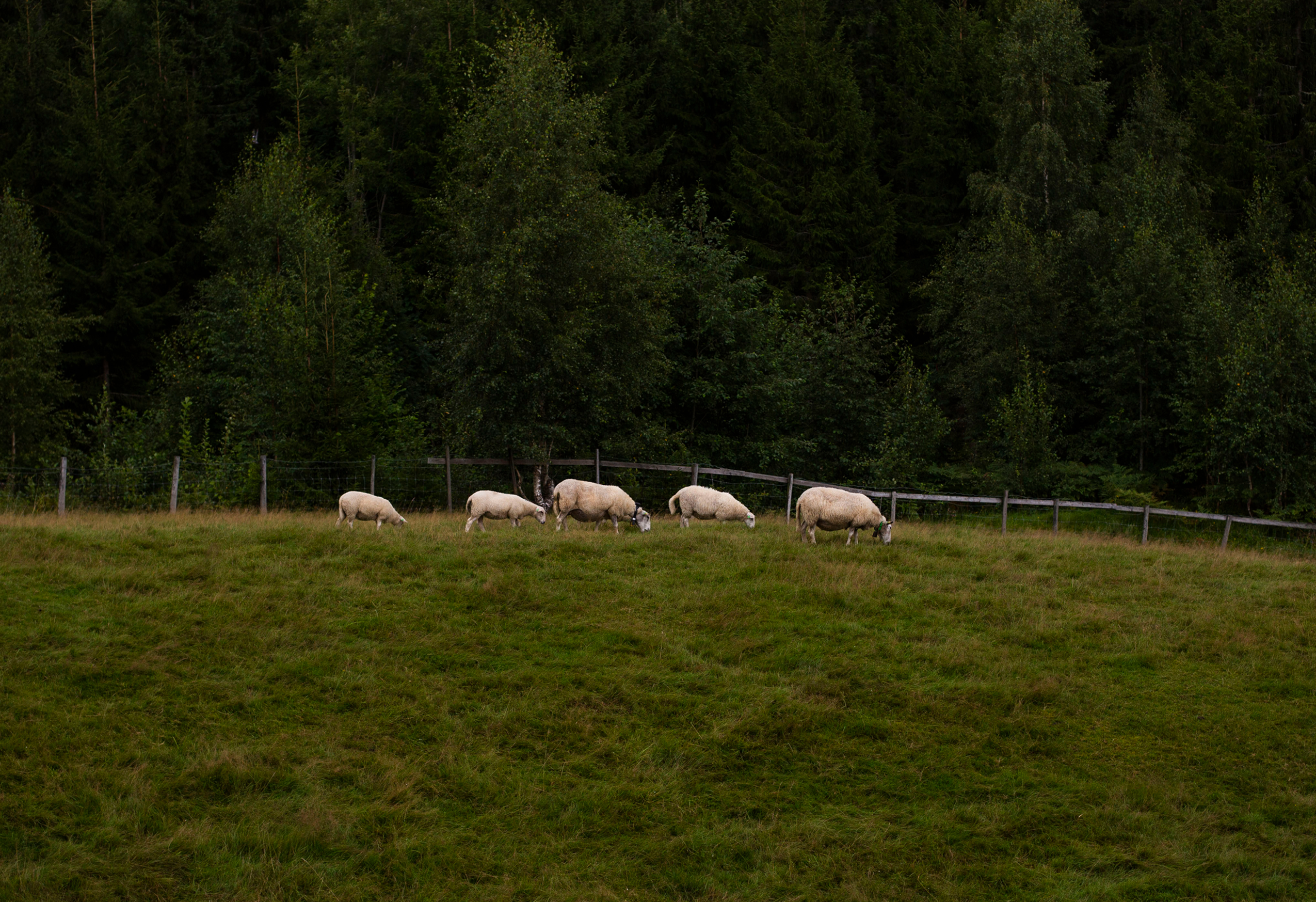 virtuelle gjerder sau