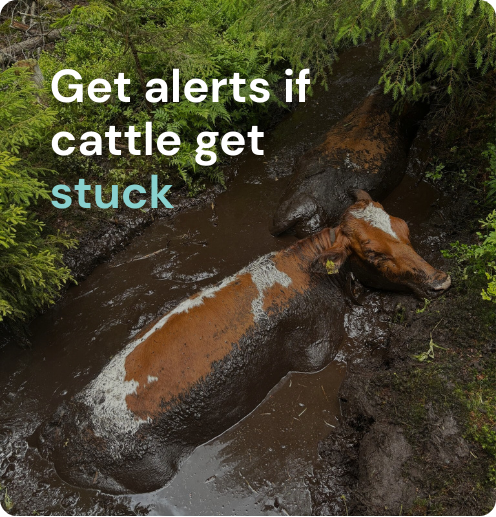 cow stuck in bog
