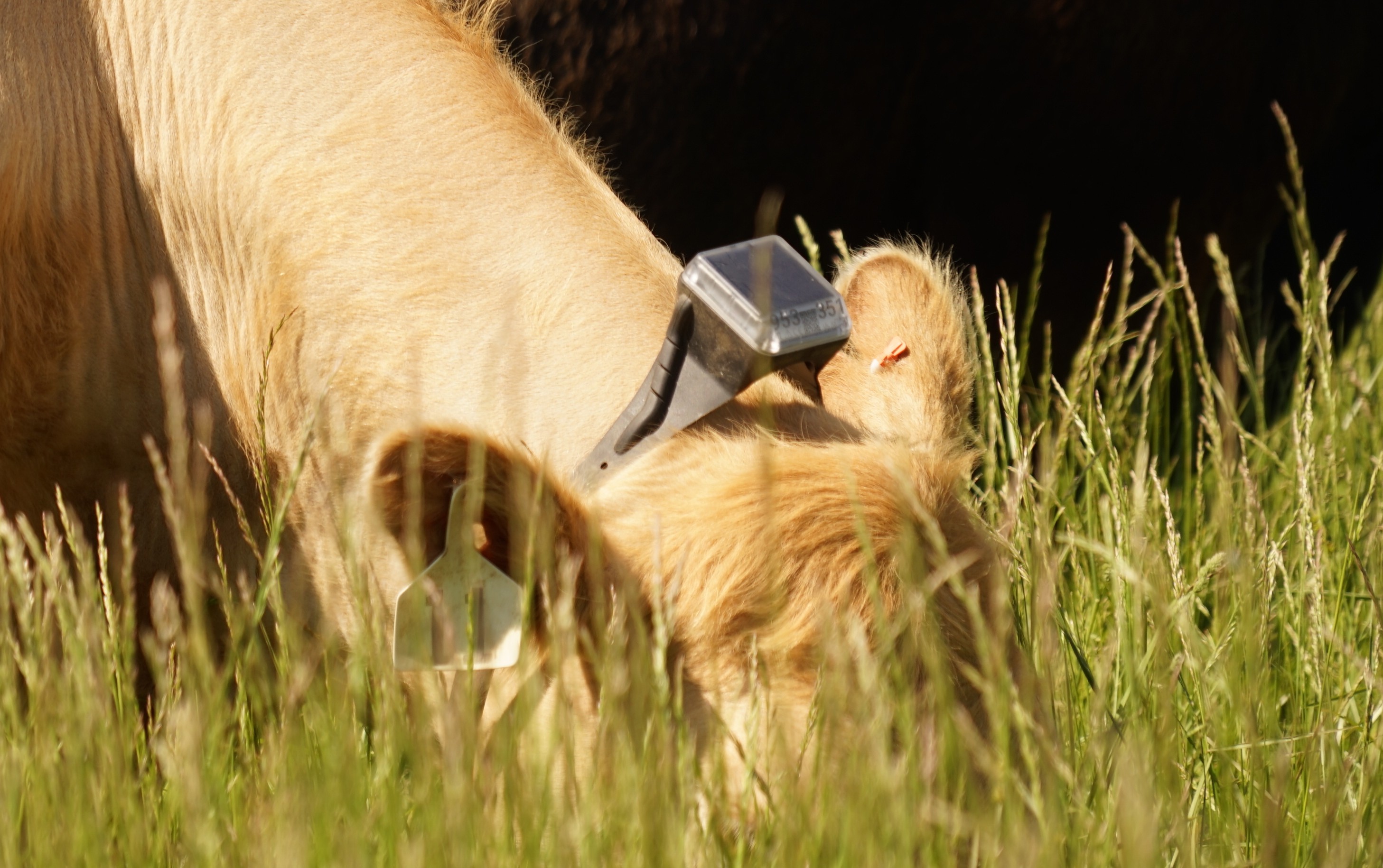 Solar charging without the maintenance