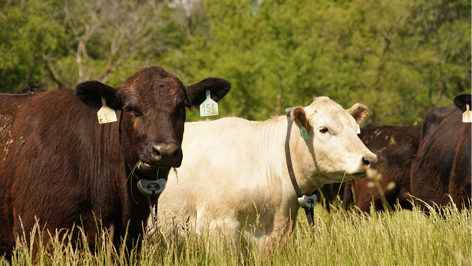 Monil's cattle collar for virtual fencing 