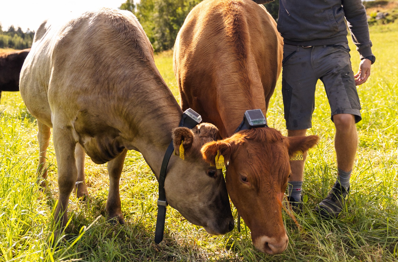 virtuelle gjerder på storfe
