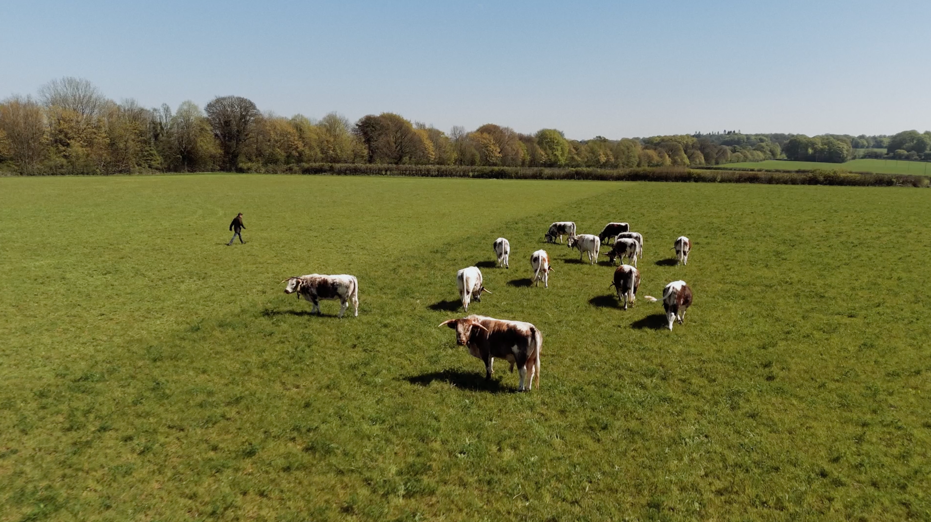 strip grazing