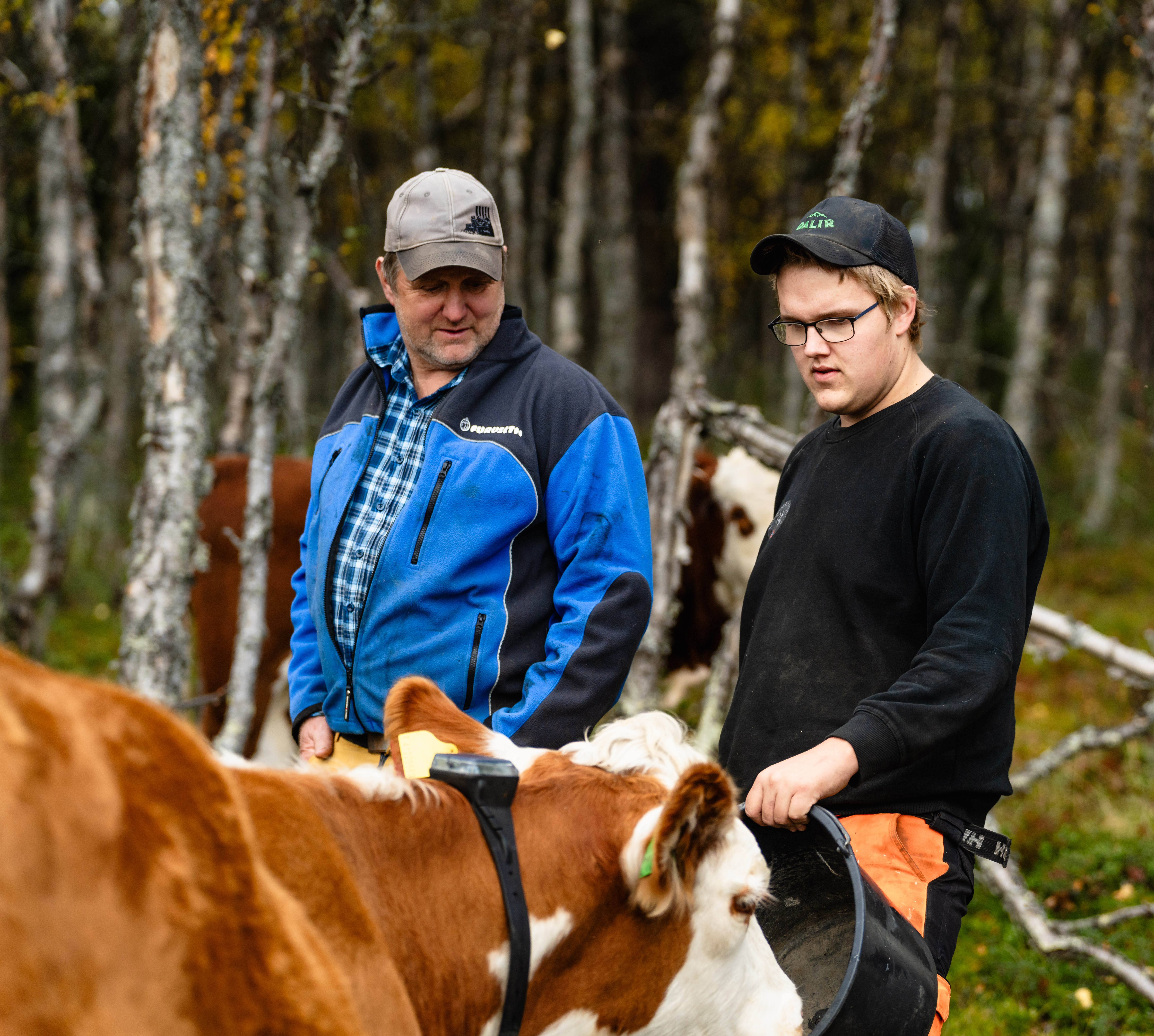 Odd Arne og sønnen har fått en roligere beitesesong etter at de tok i bruk virtuelle gjerder