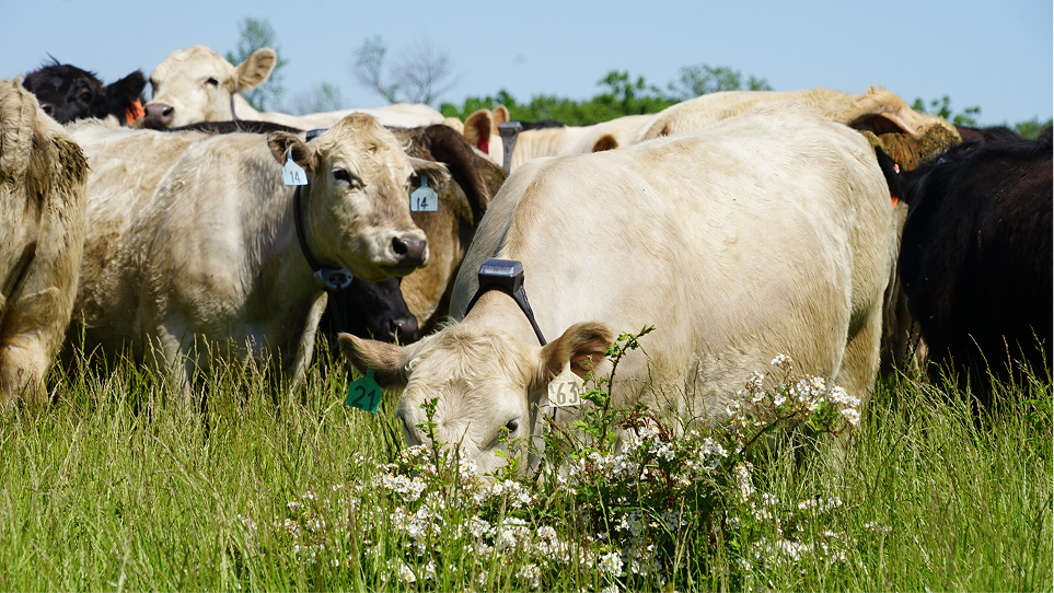 monil cows grazing