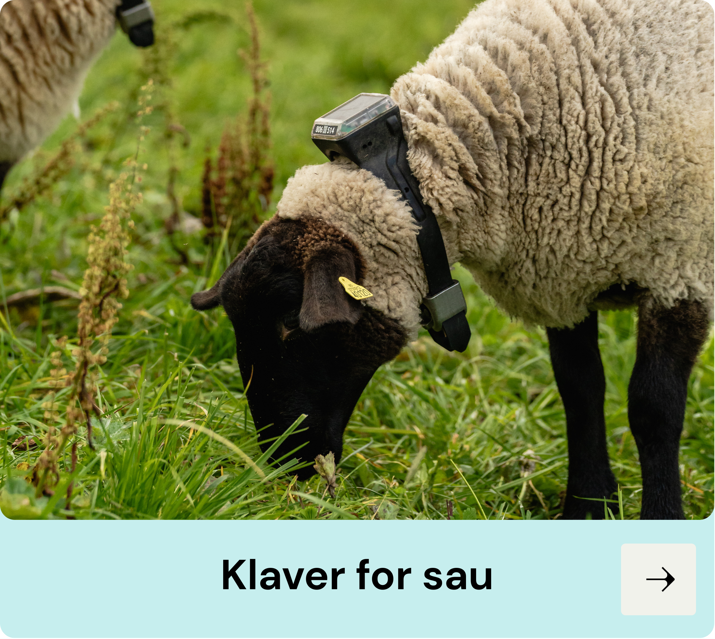 Klaver for sau, monil for sau, virtual gjerder for sau