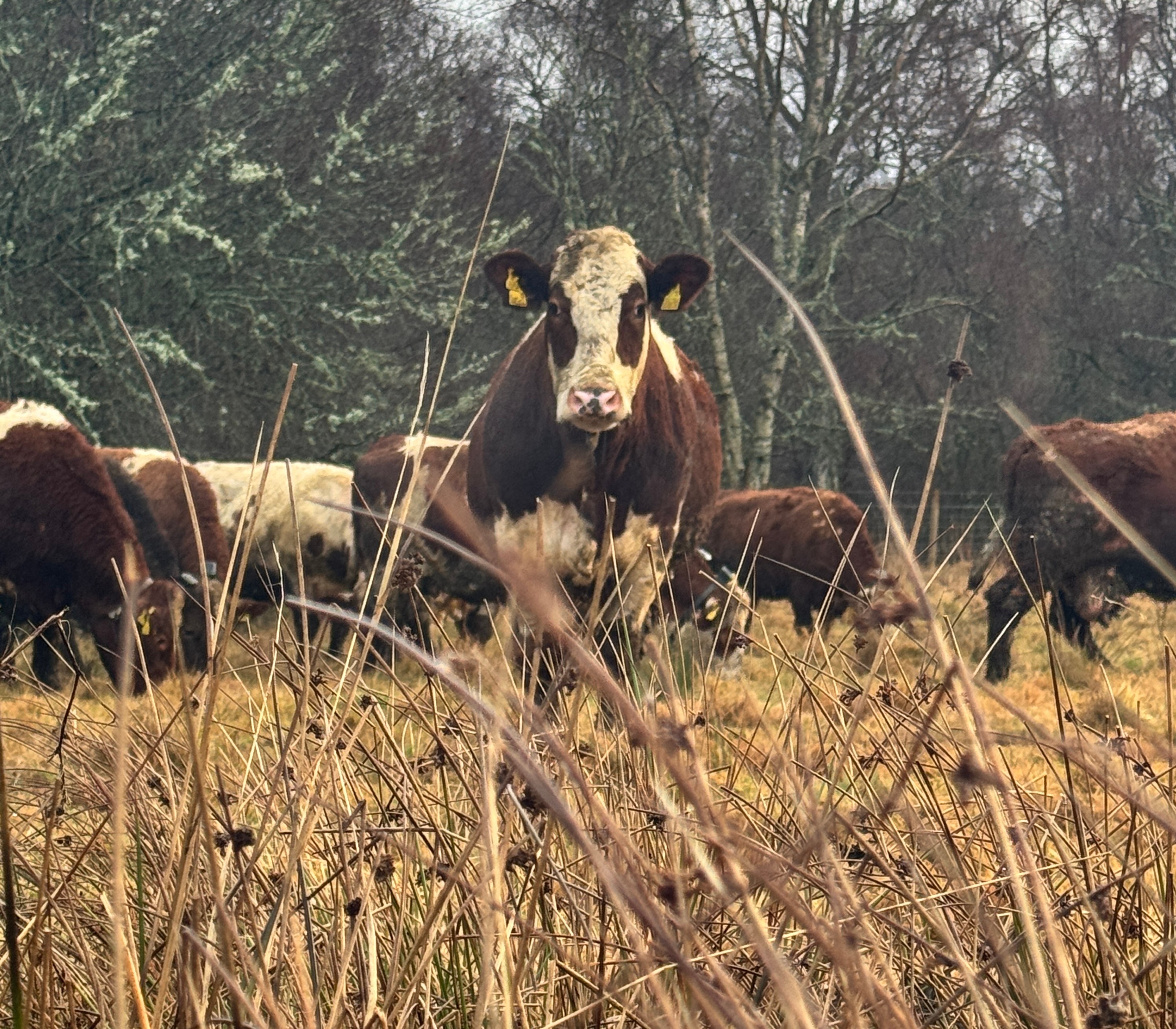 A grazing Monil cow out on the field