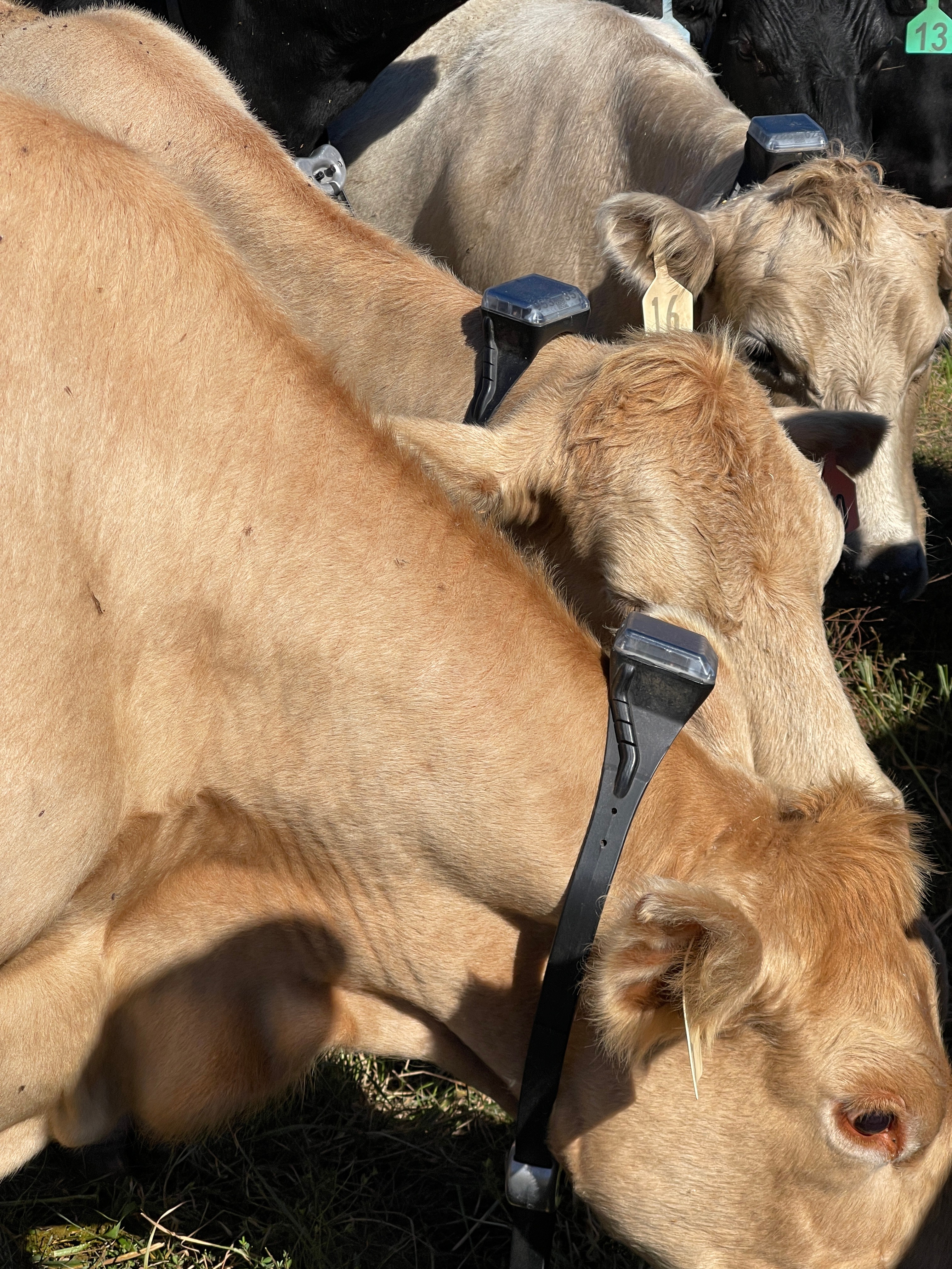 Monil Virtual Fences cattle collars