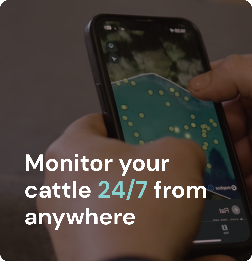 Monitor your cattle 24/7 from anywhere