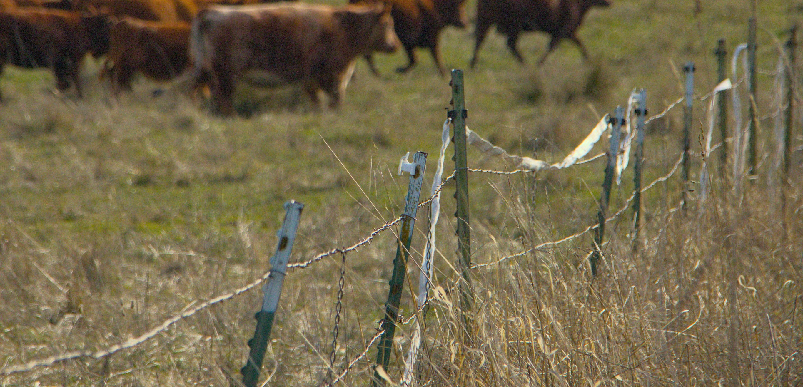 Traditional fencing 