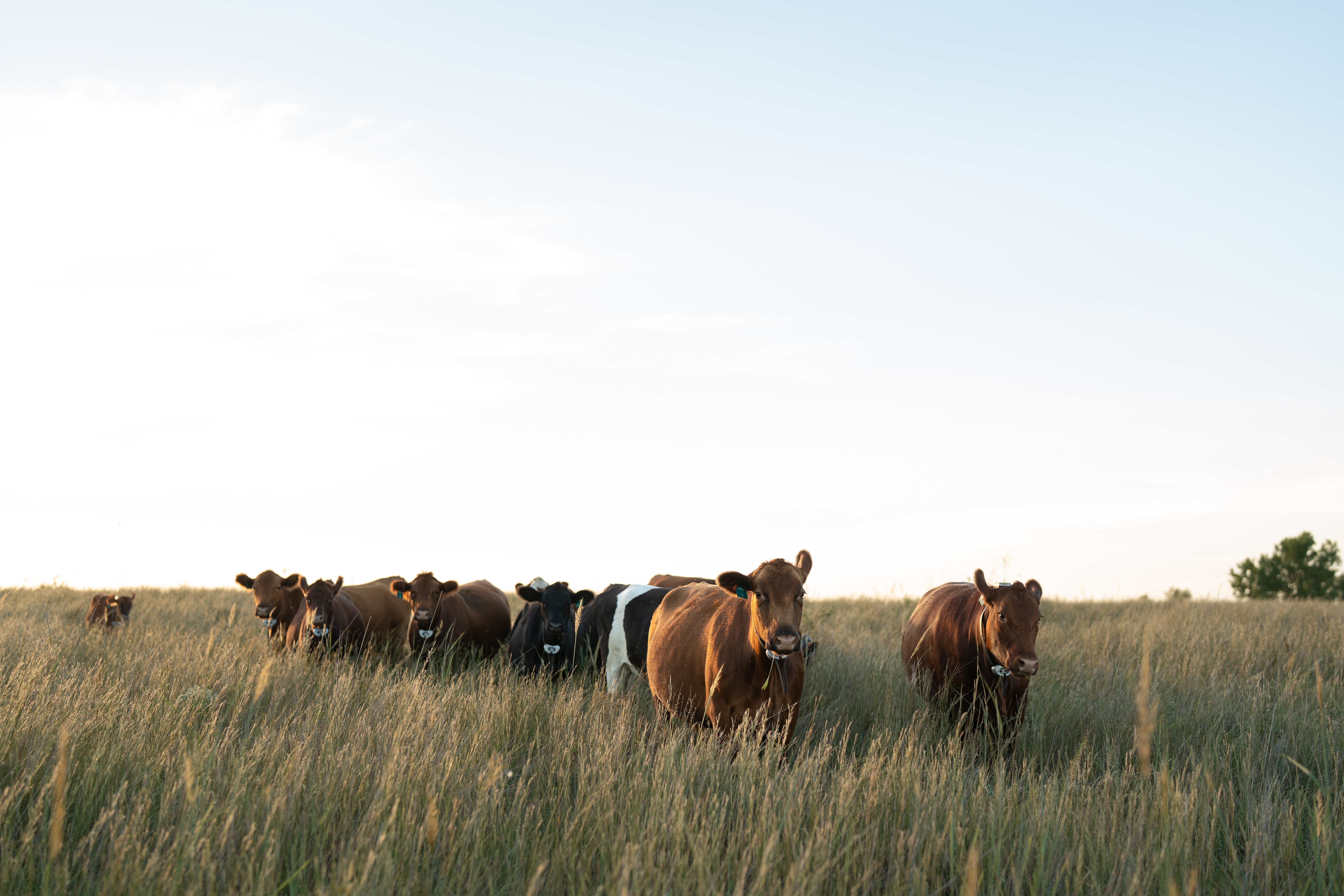 cattle out on the land