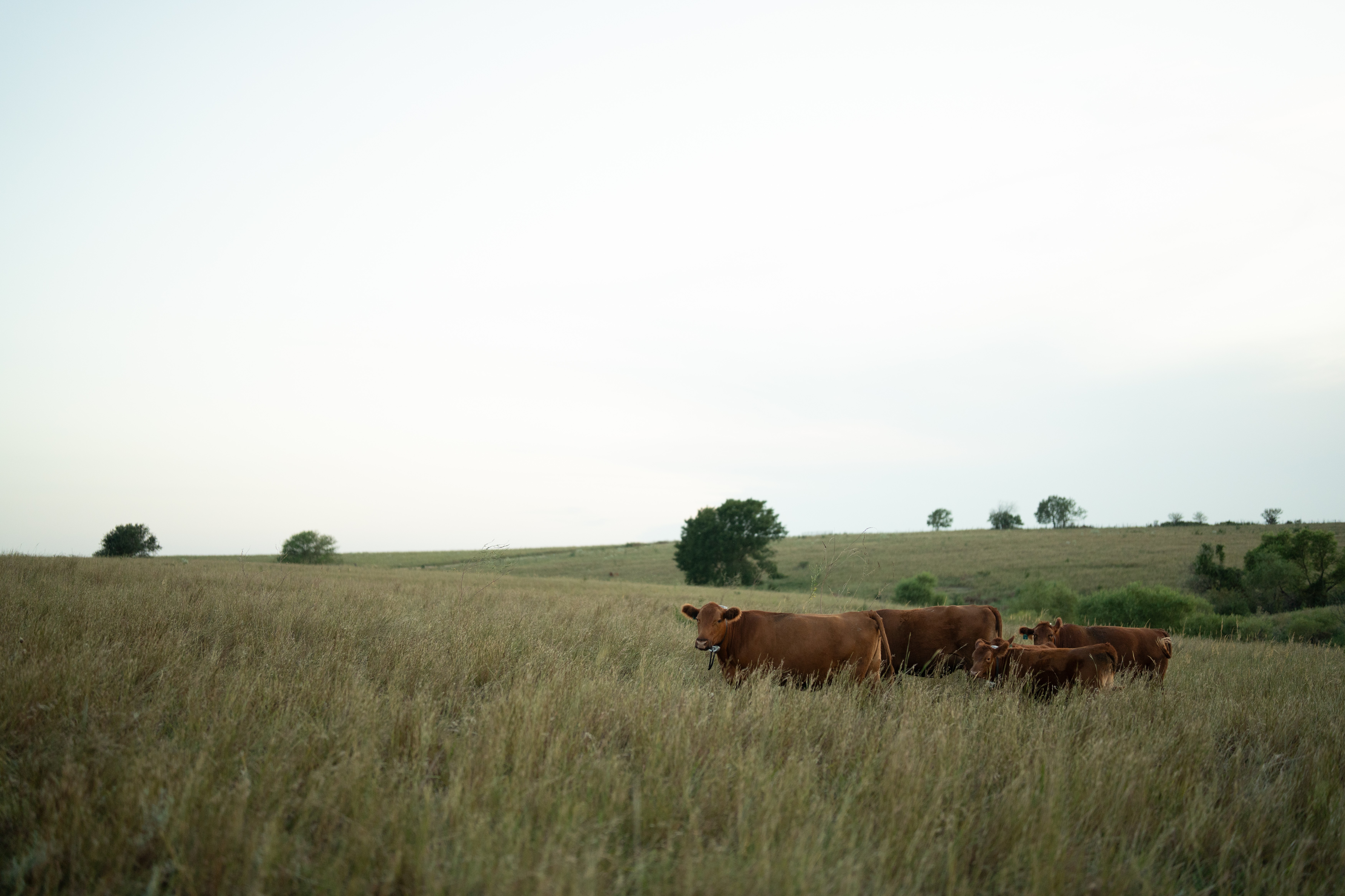 Red cattle out in the field 