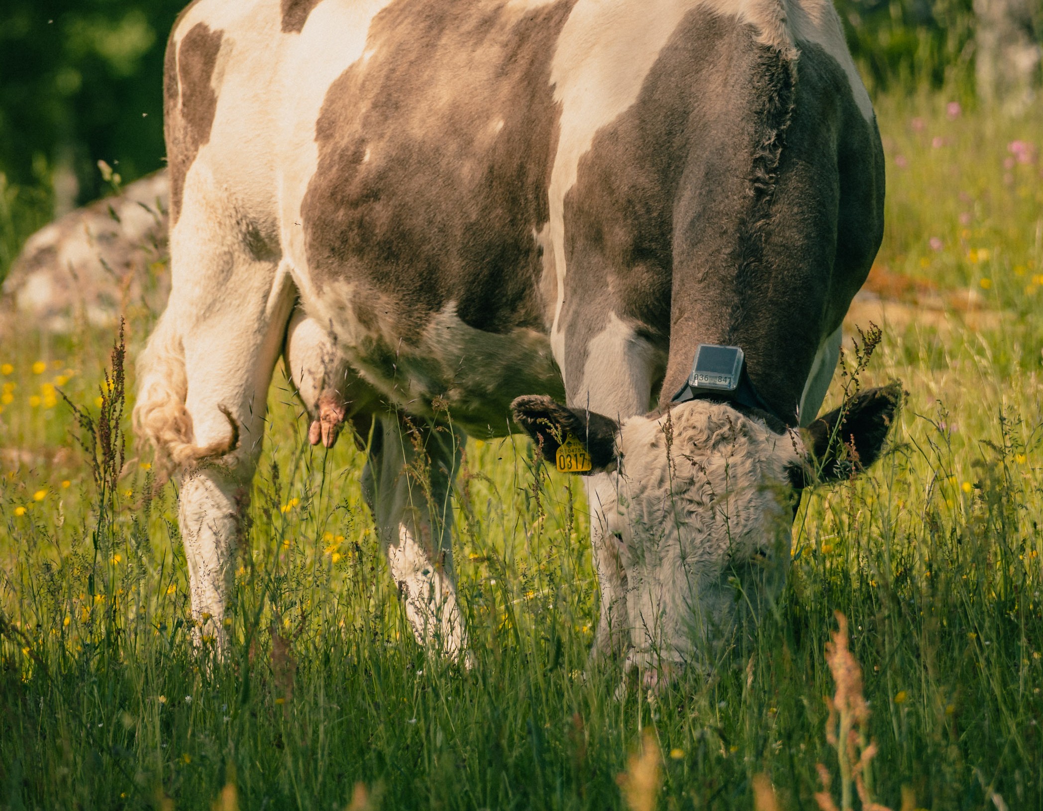 Man getting ready for the grazing season with virtual fence collars