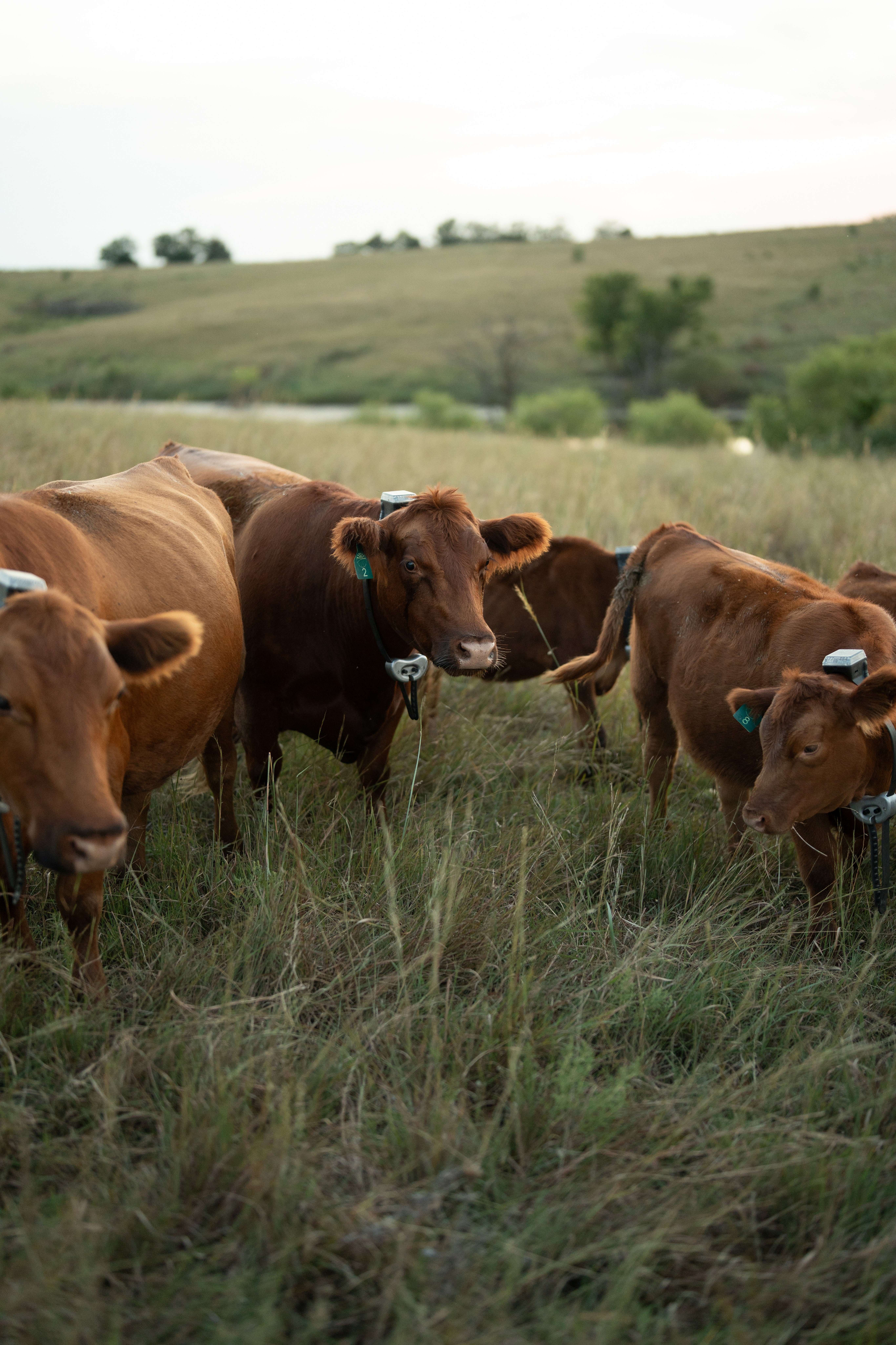 red cattle with monil collars