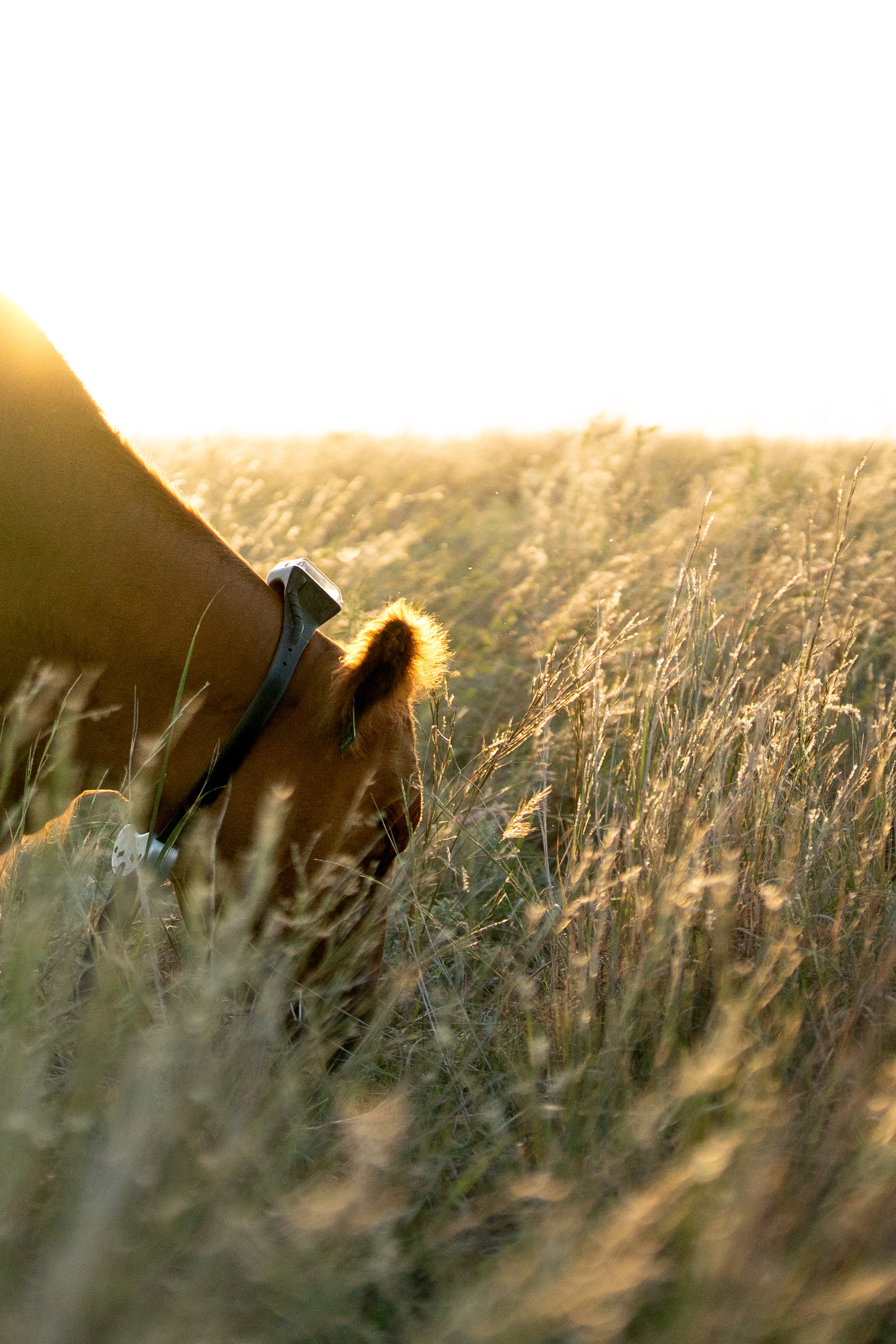 cow grazing collar close up
