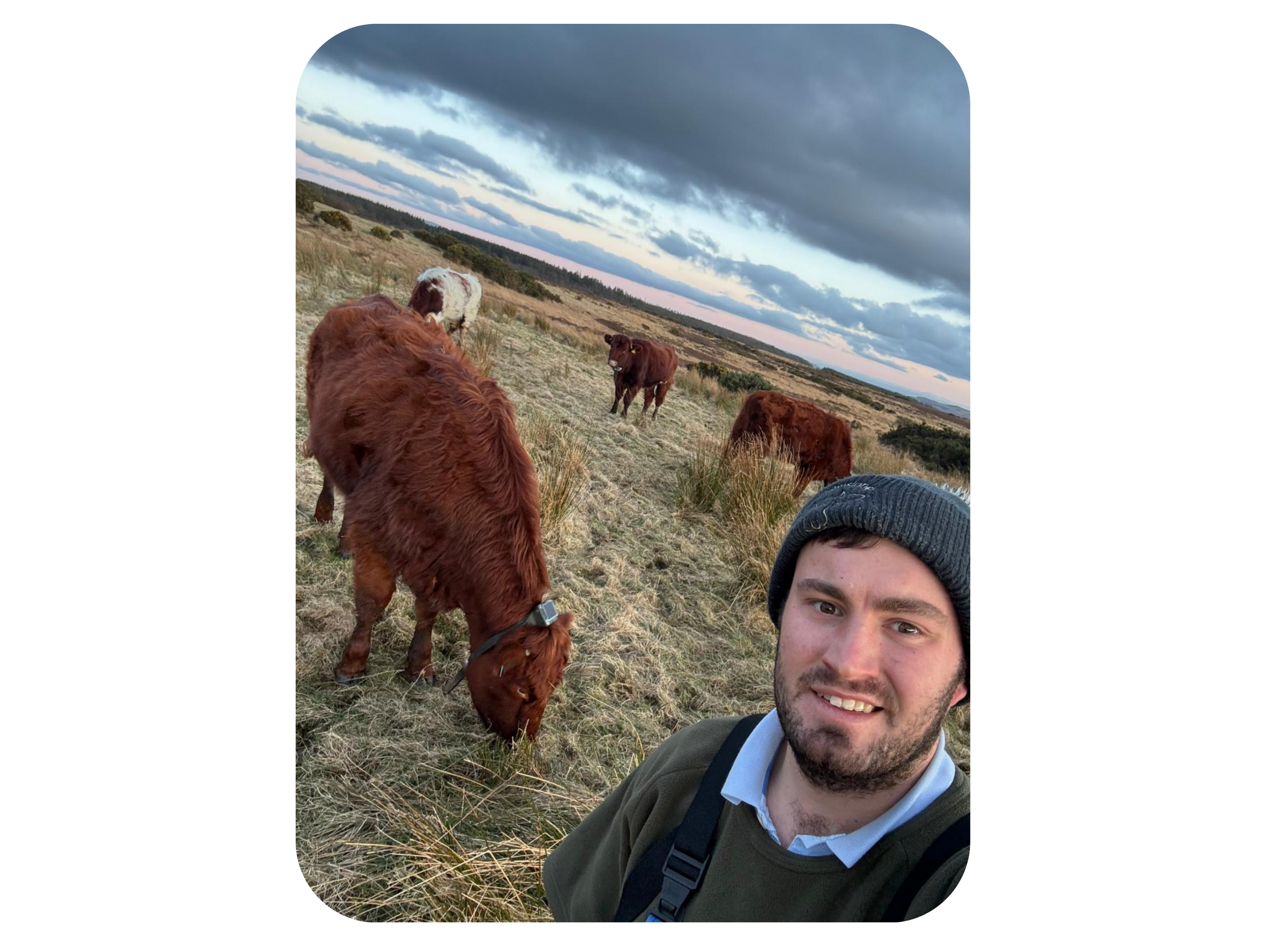 Andrew, a UK farmer, on the Isle of Bute with his cows behind him wearing Monil virtual fencing cattle collars.