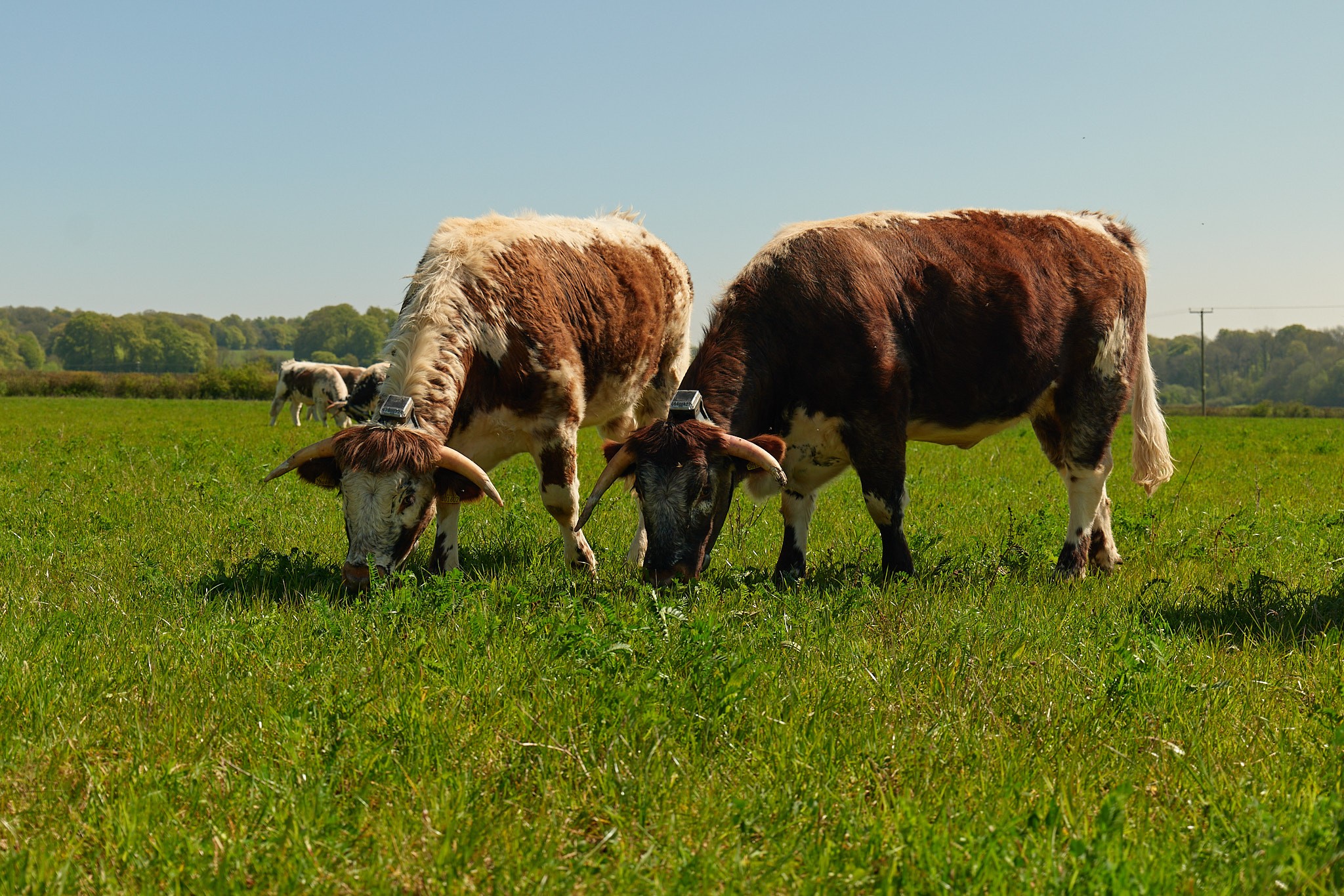 cattle