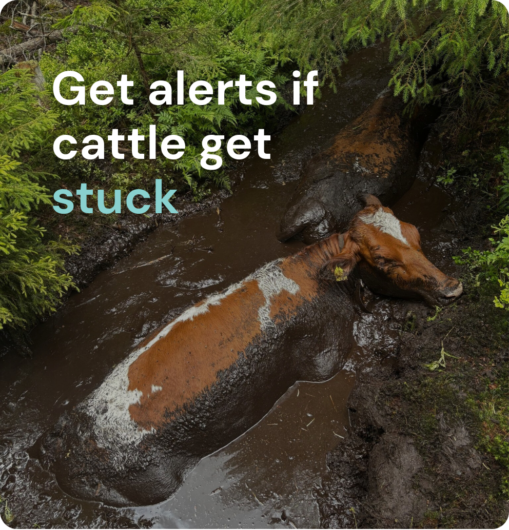 Get alerts if cattle get stuck