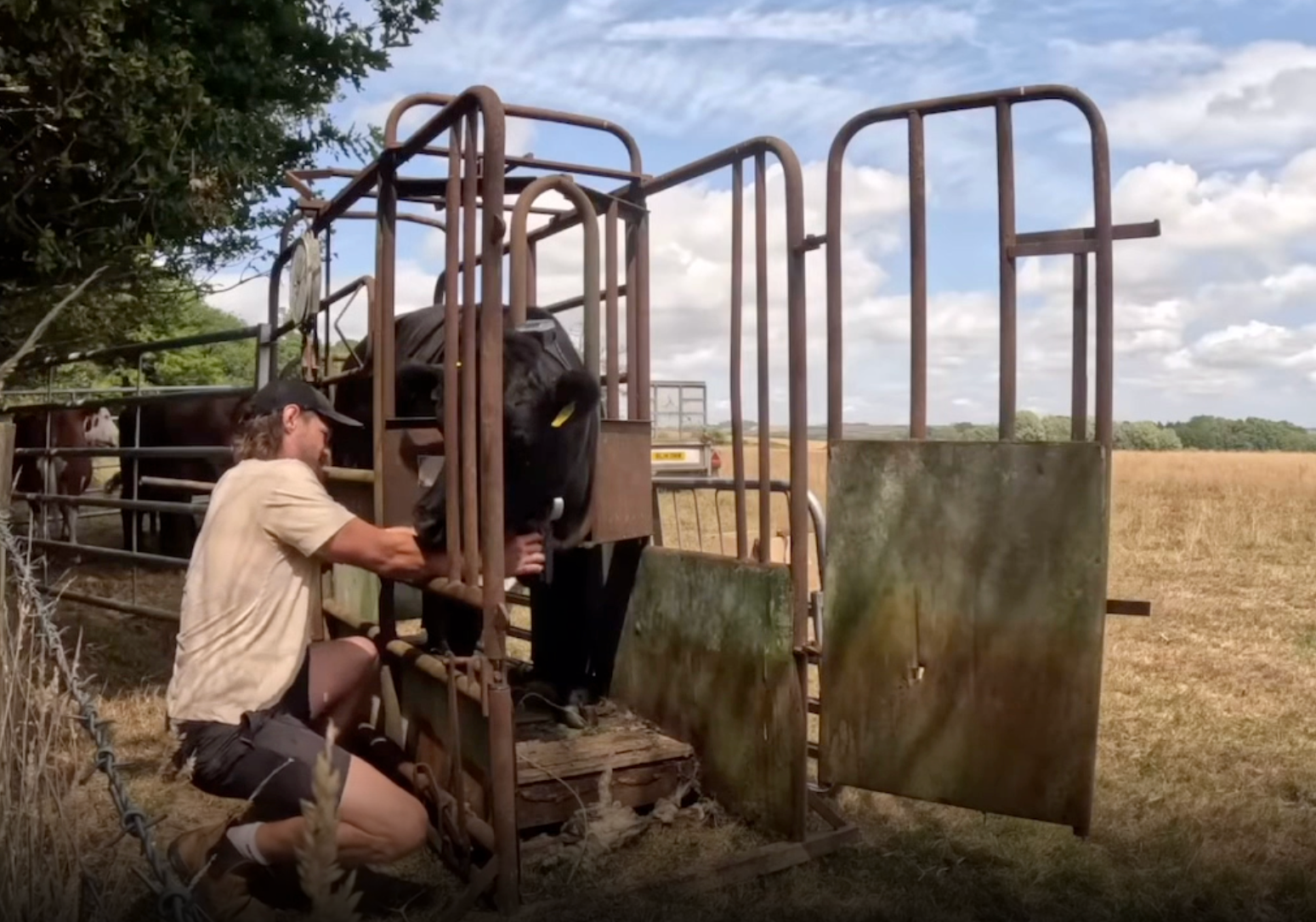 Chris Woodhead putting the Monil Virtual Fence cattle collars on his cows. 
