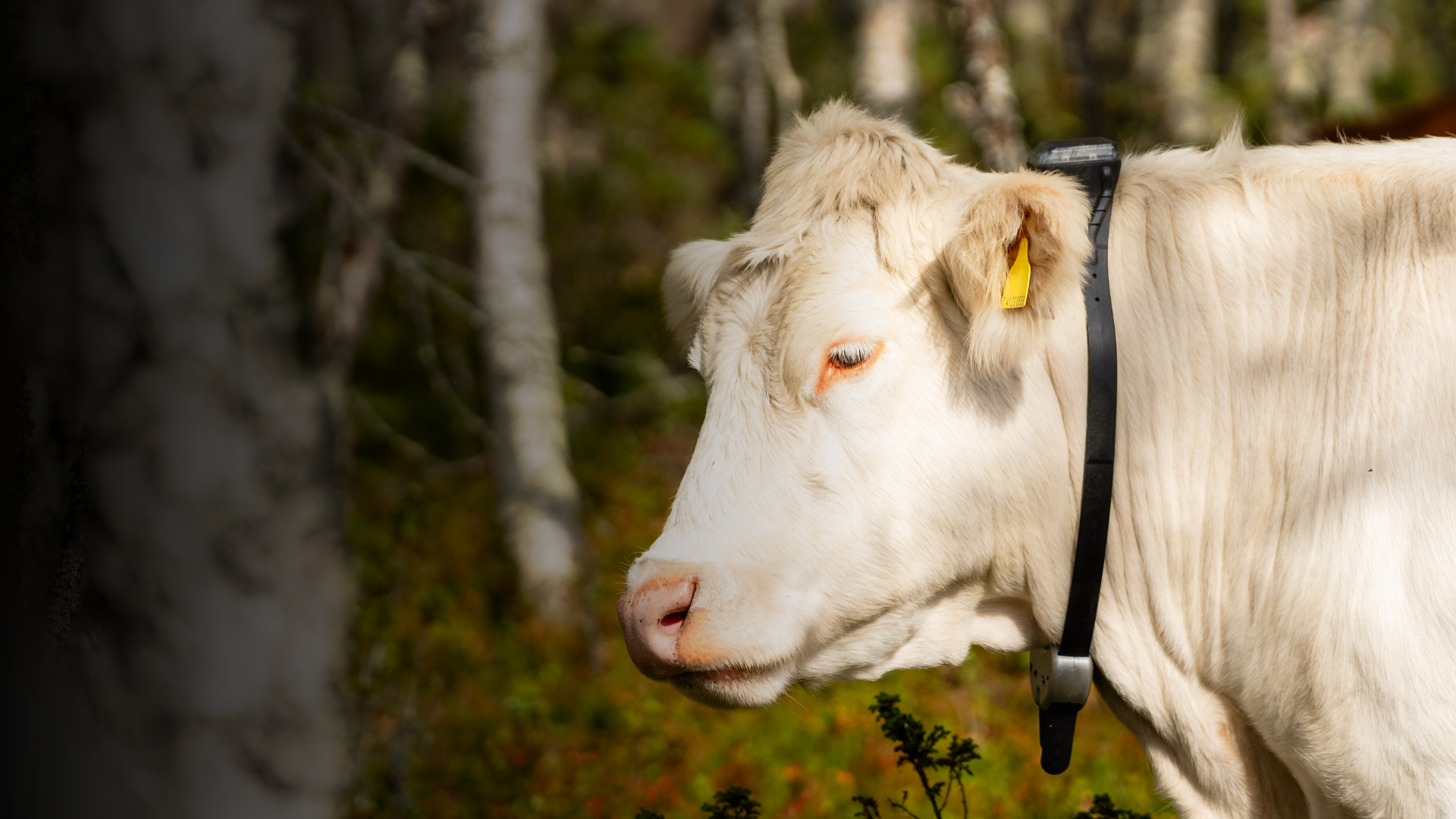 Monil app and monil collar in use