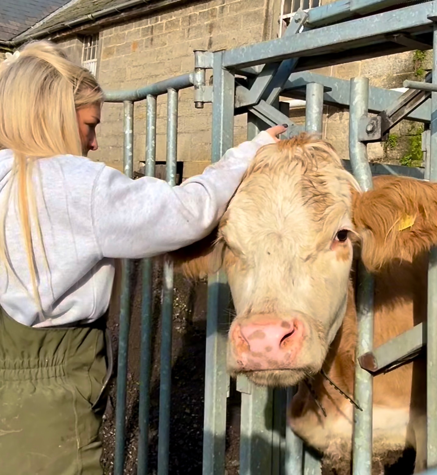 Harriet cowen from clarksons farm using Monil cattle collars
