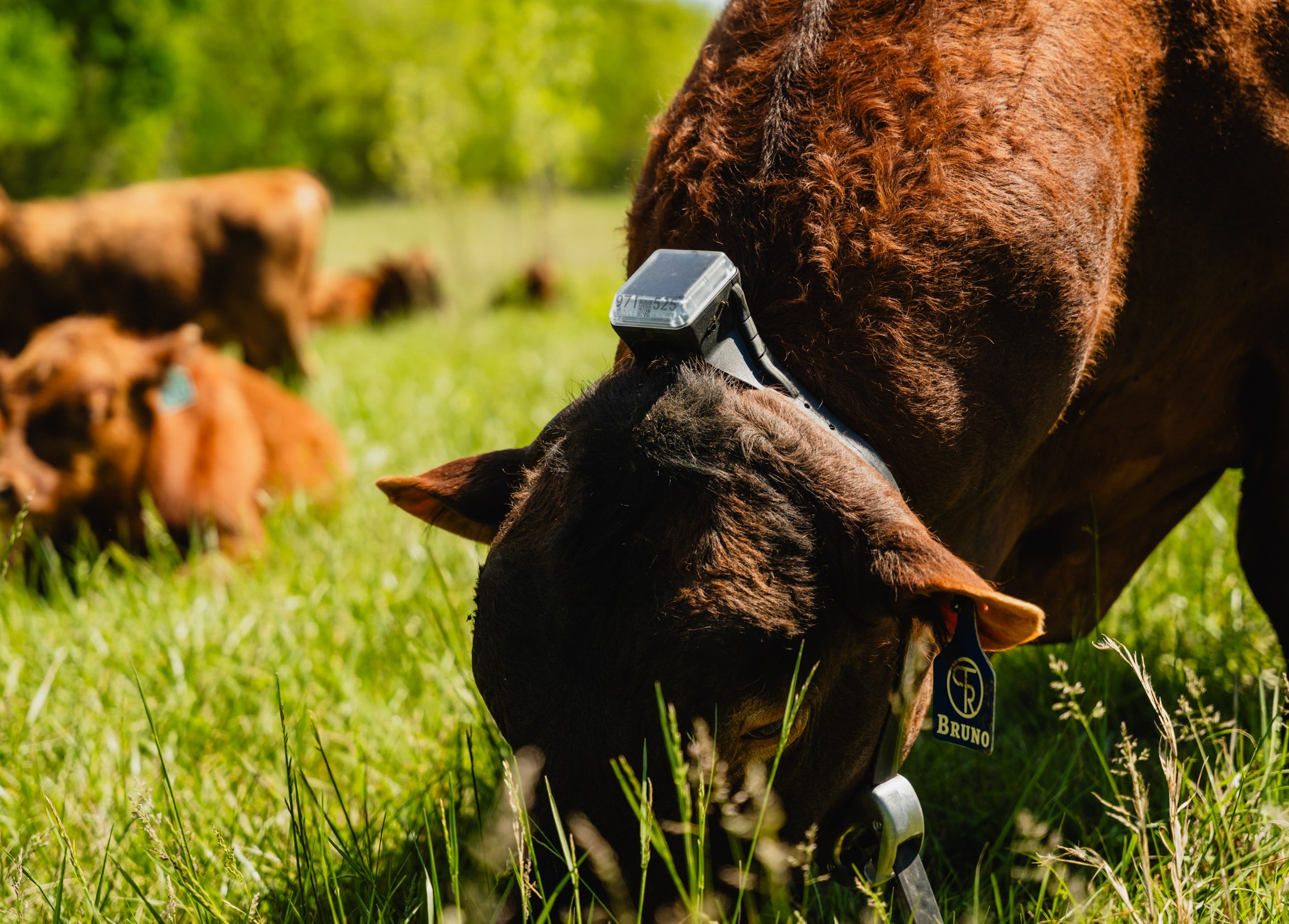Monil virtual fence collars withstand all weather conditions 