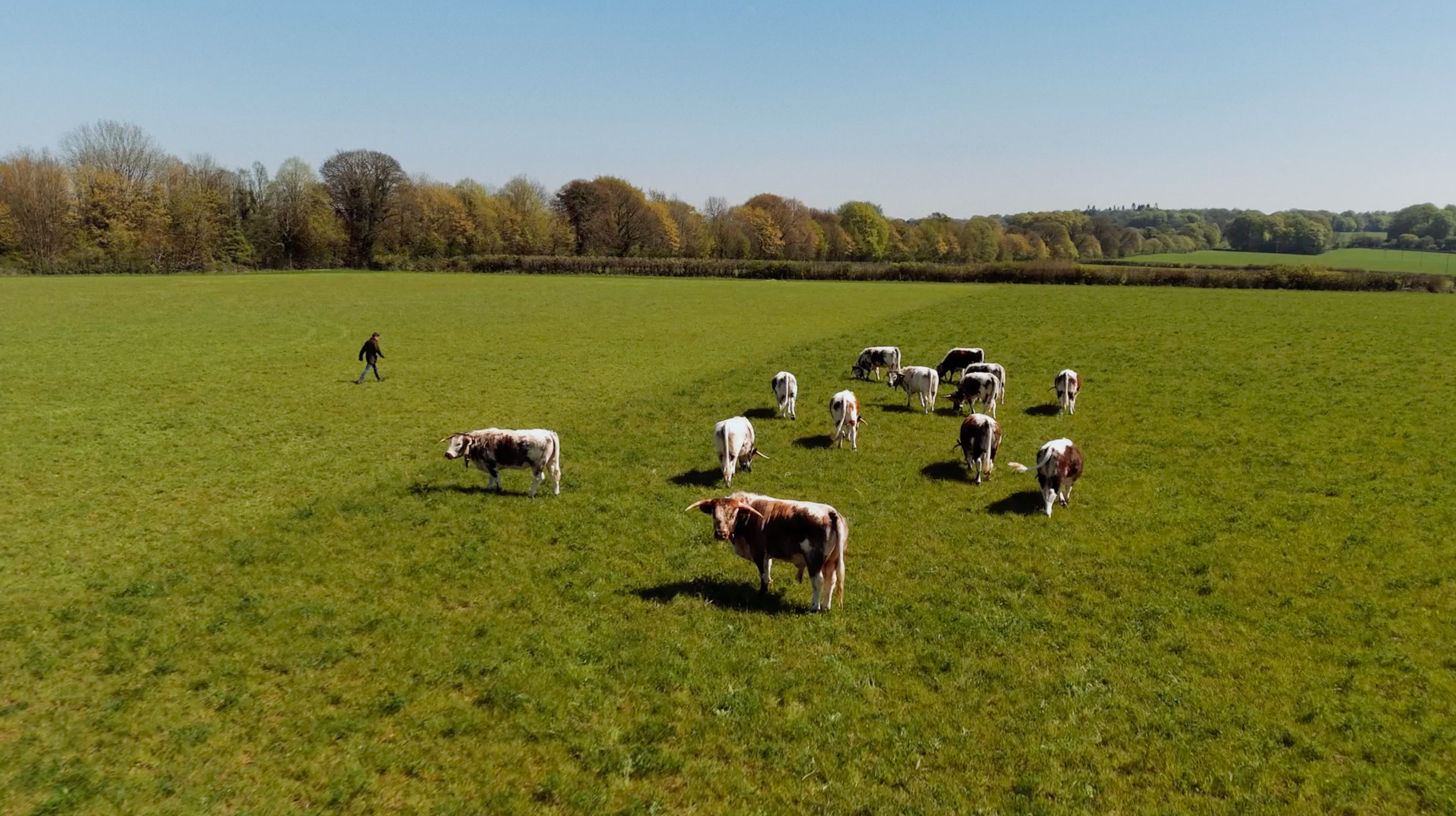 grazing lines