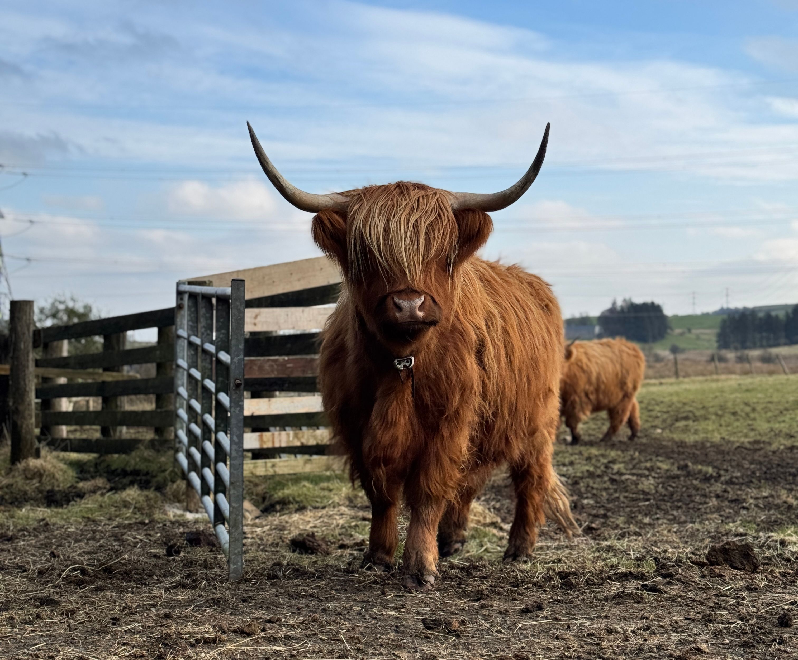 Highland cow looking at the camera with Monil collar