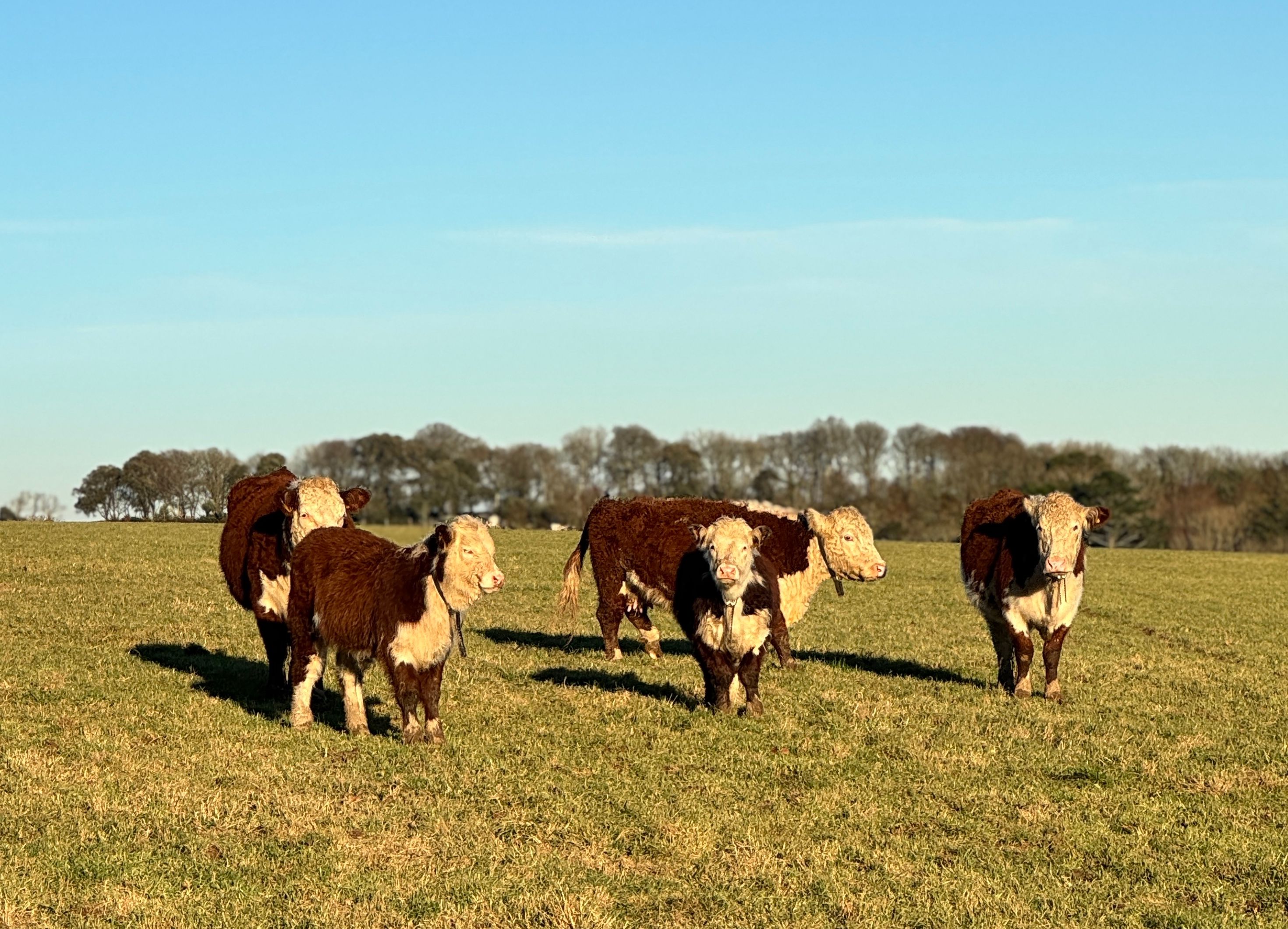 A herd of cattle in Cornwall with Monil virtual fences