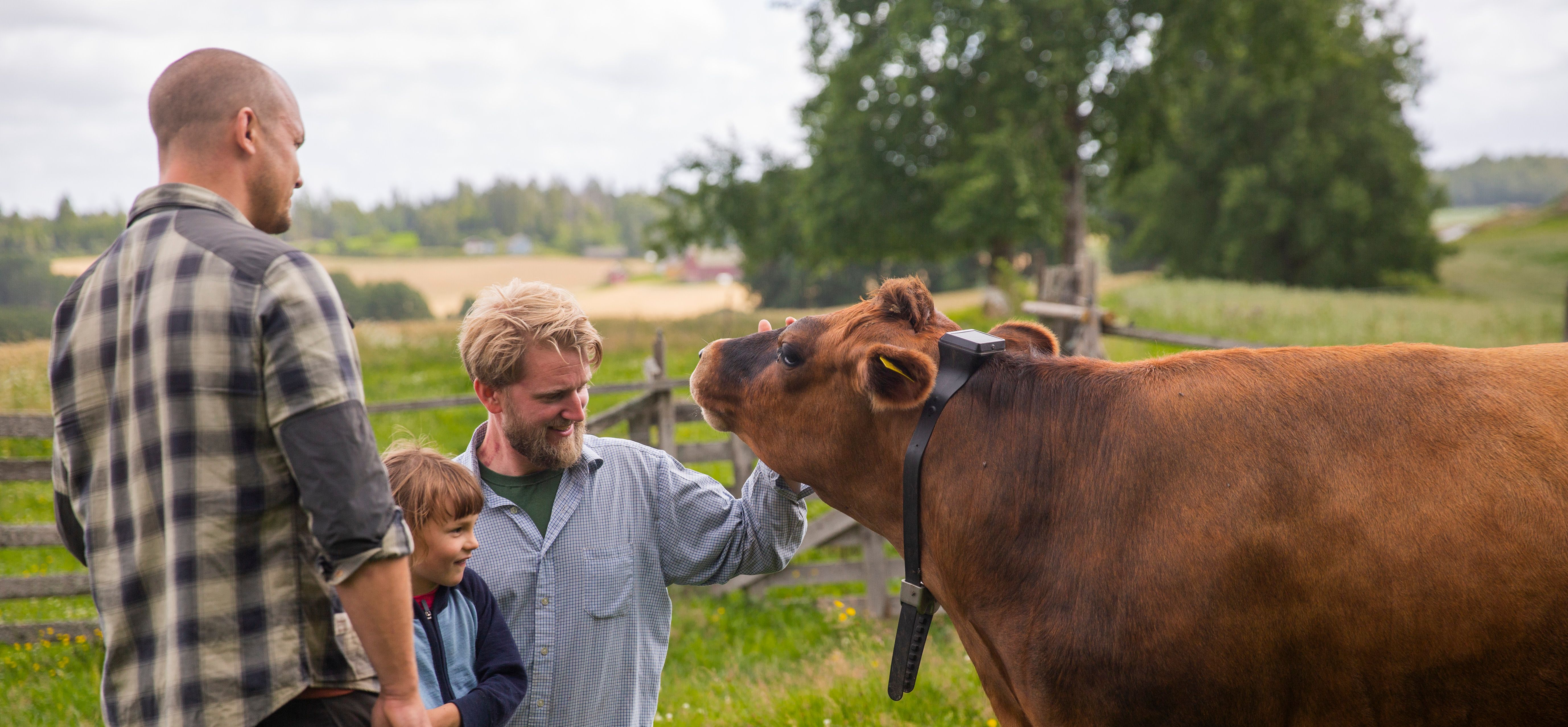 Family petting cow with Monil collar