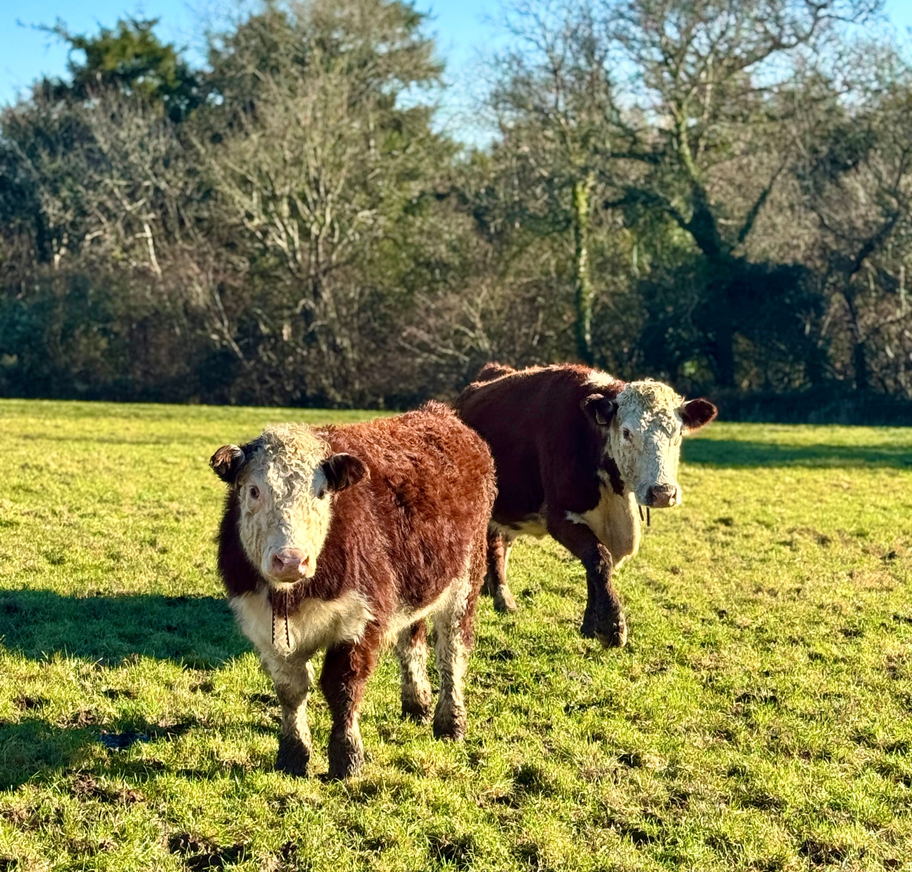 Monil virtual fencing protects from parasites