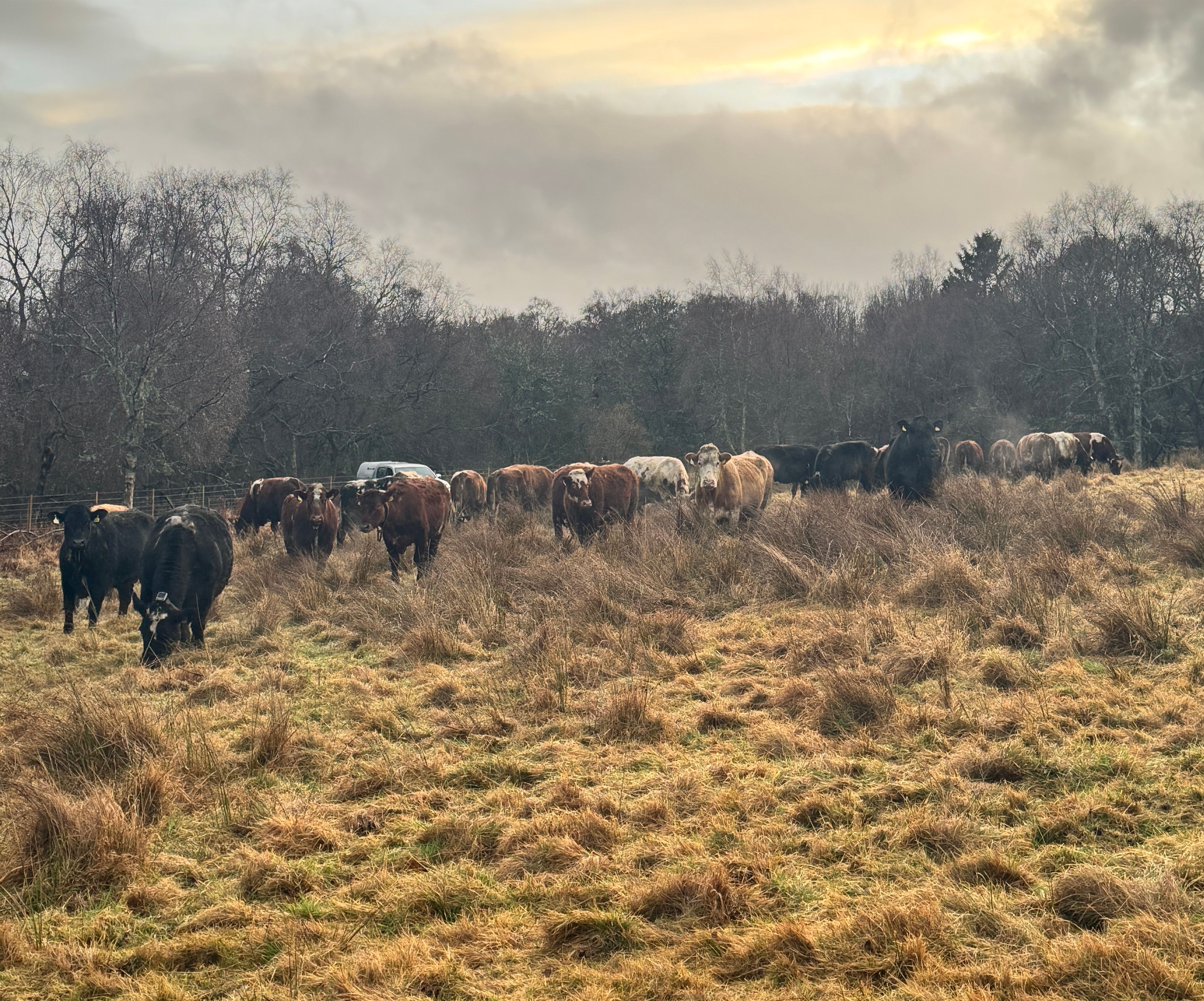 a herd of Shorthorn cross and Simmental cattle