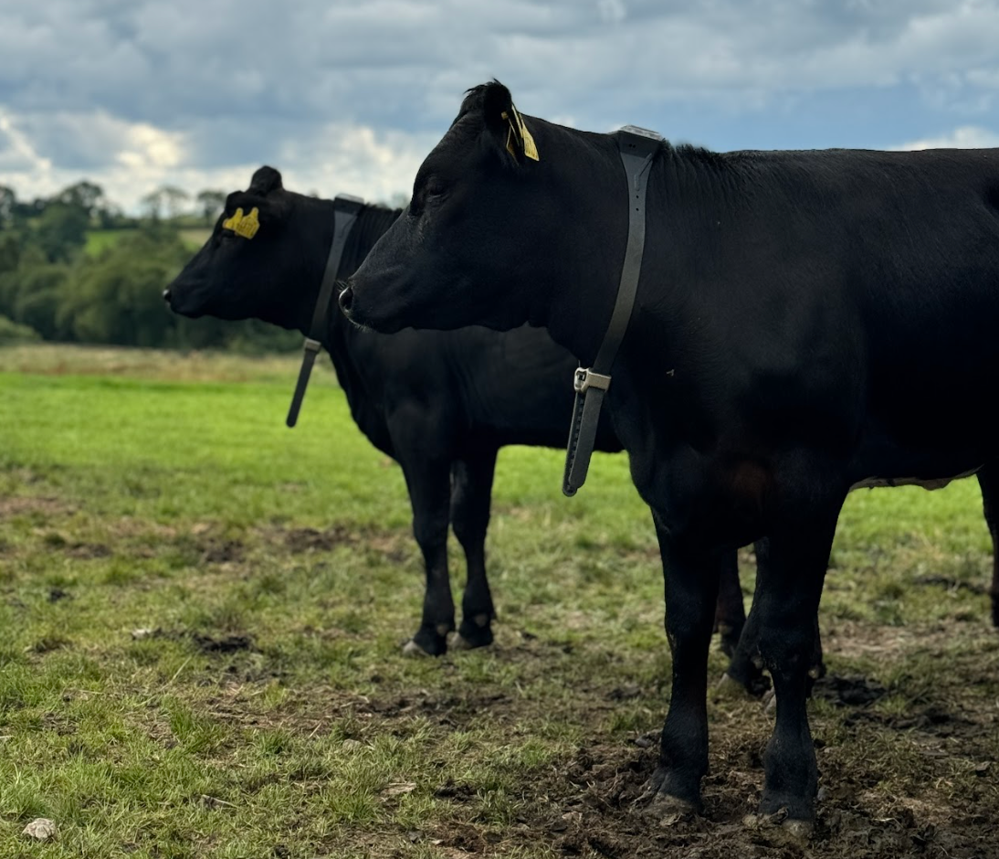 strip grazing with virtual collars