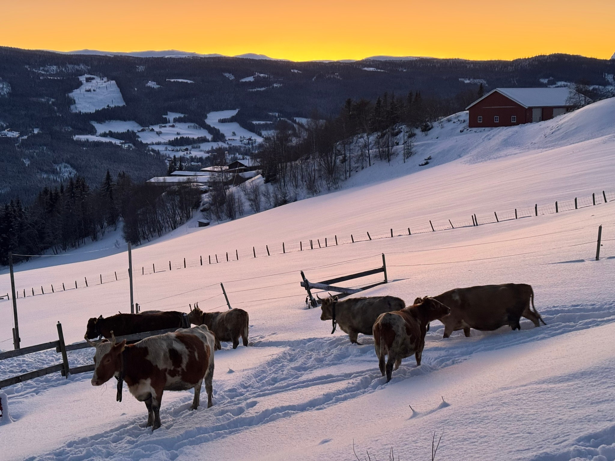 Cows getting some fresh air in January 