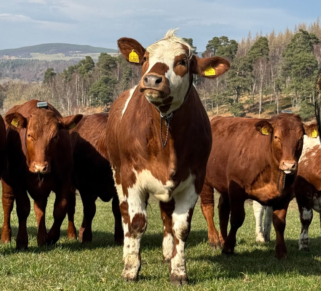 cows grazing with monil collars