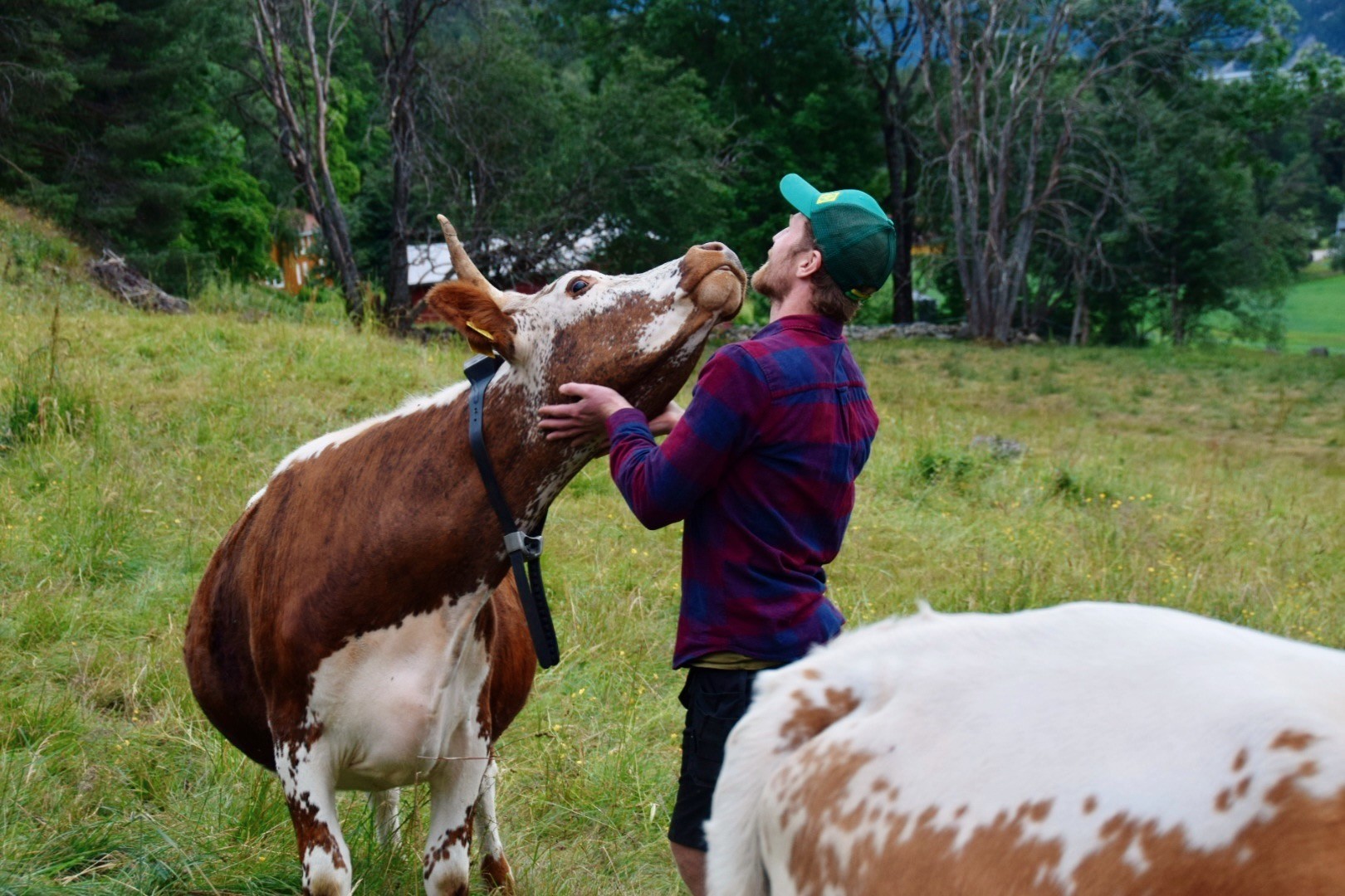Erlend and one of his cows with a Monil collar