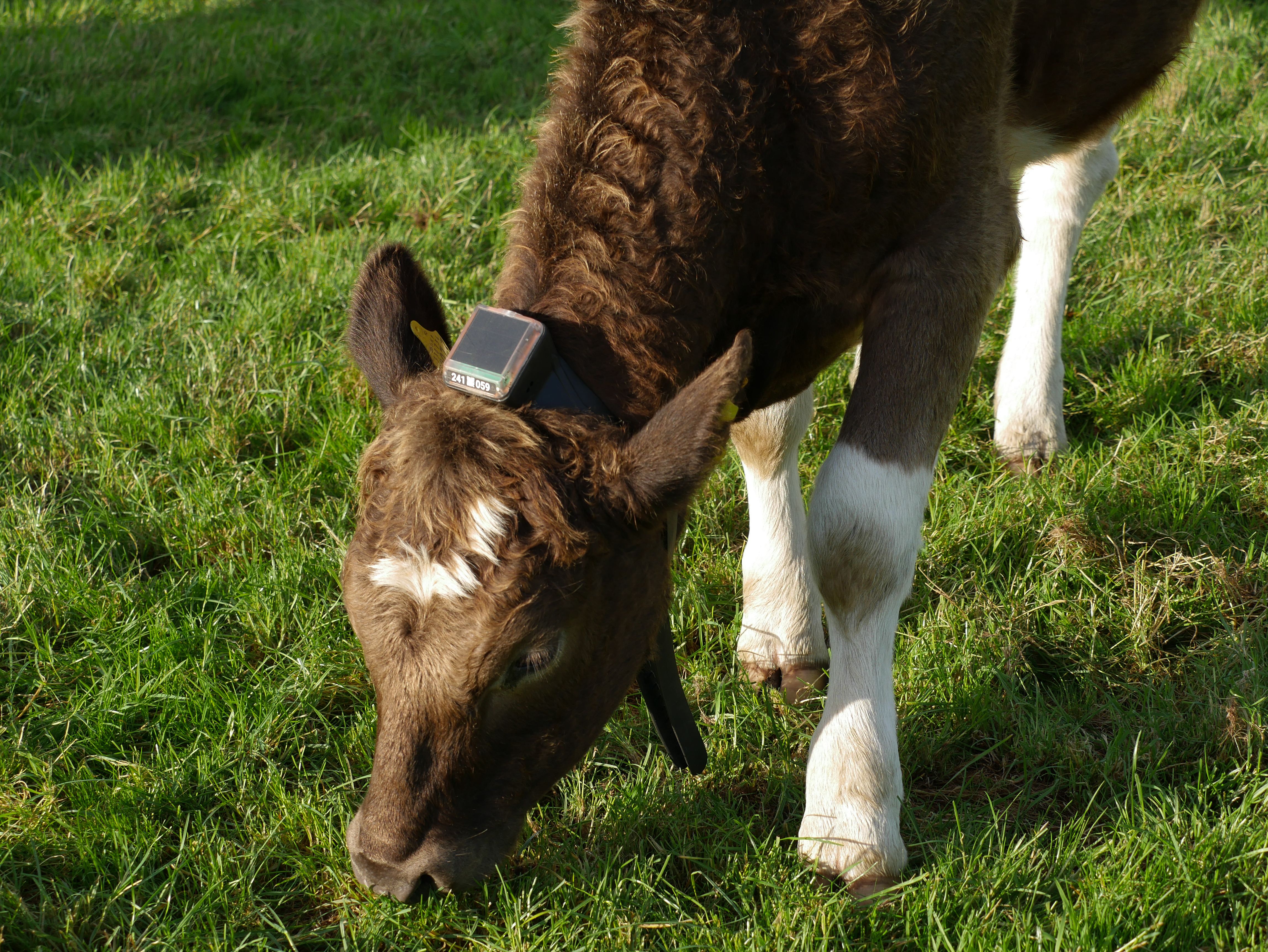 Cow strip grazing using virtual fence