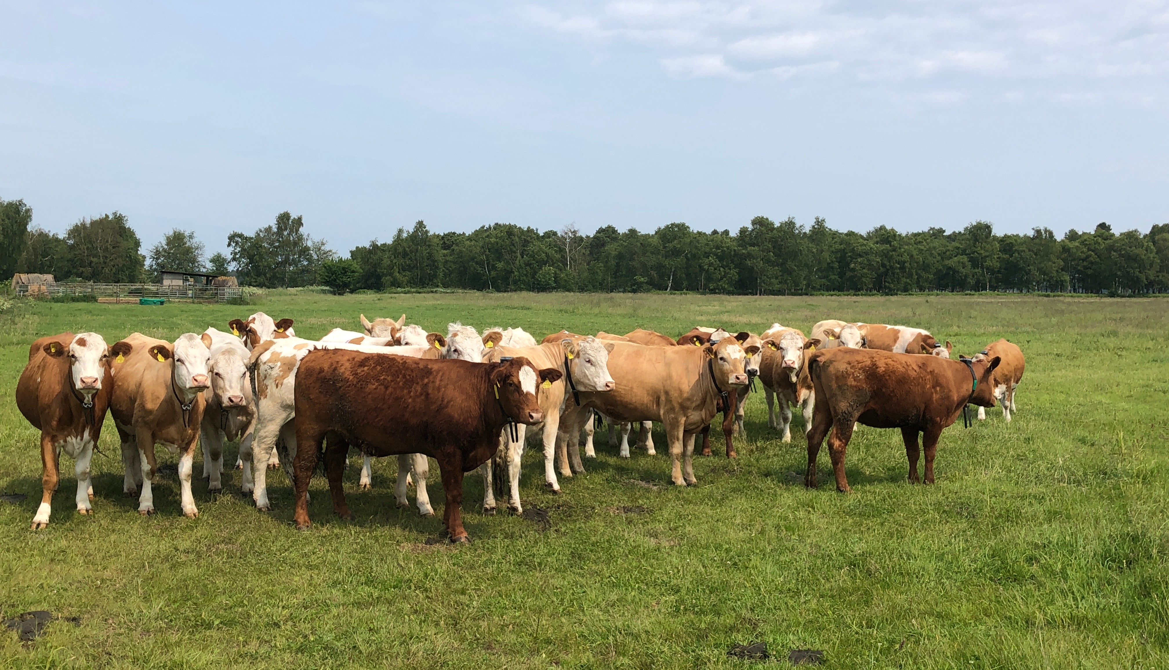 Conservation trial underway in Germany 