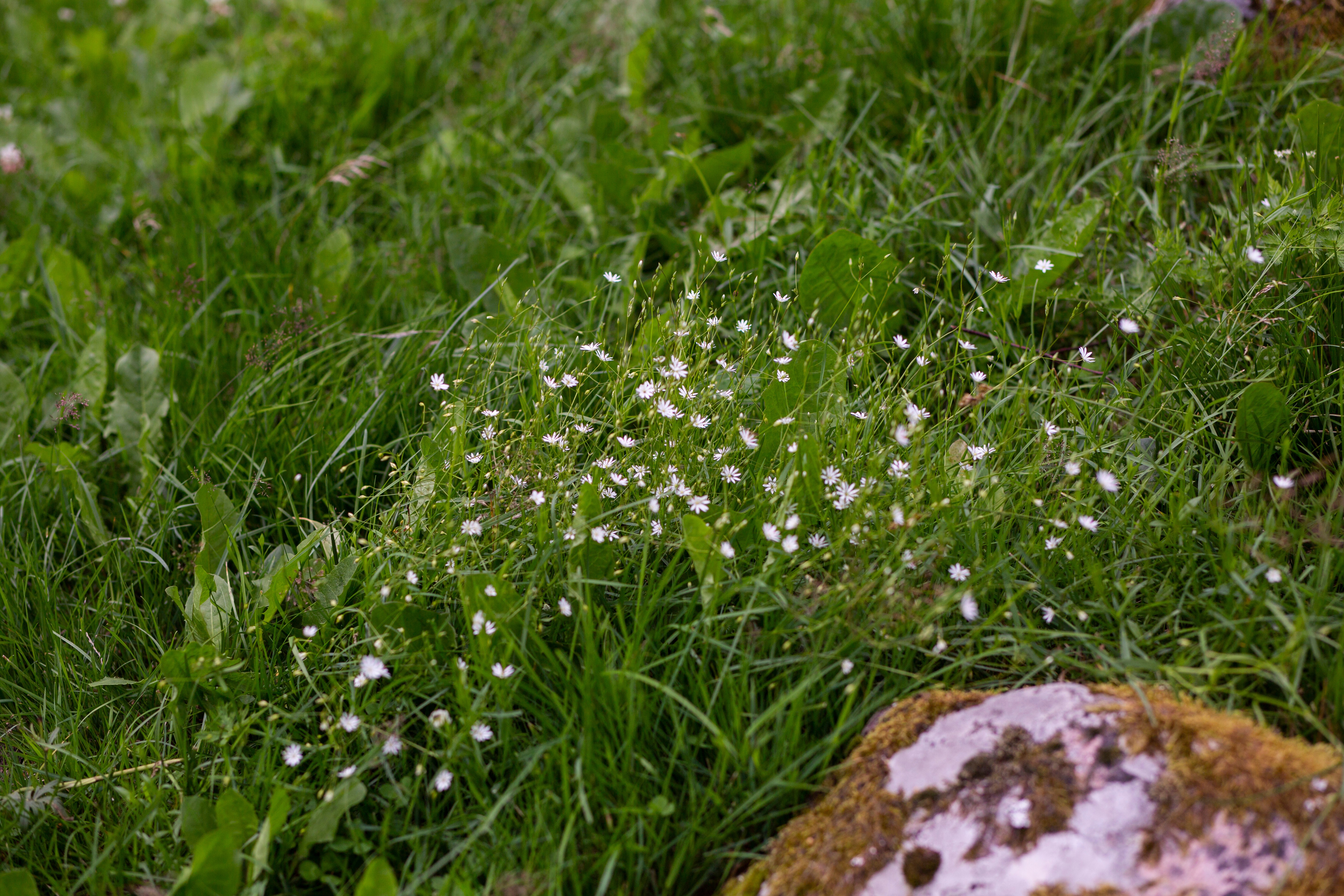 Digital fences are more environmental