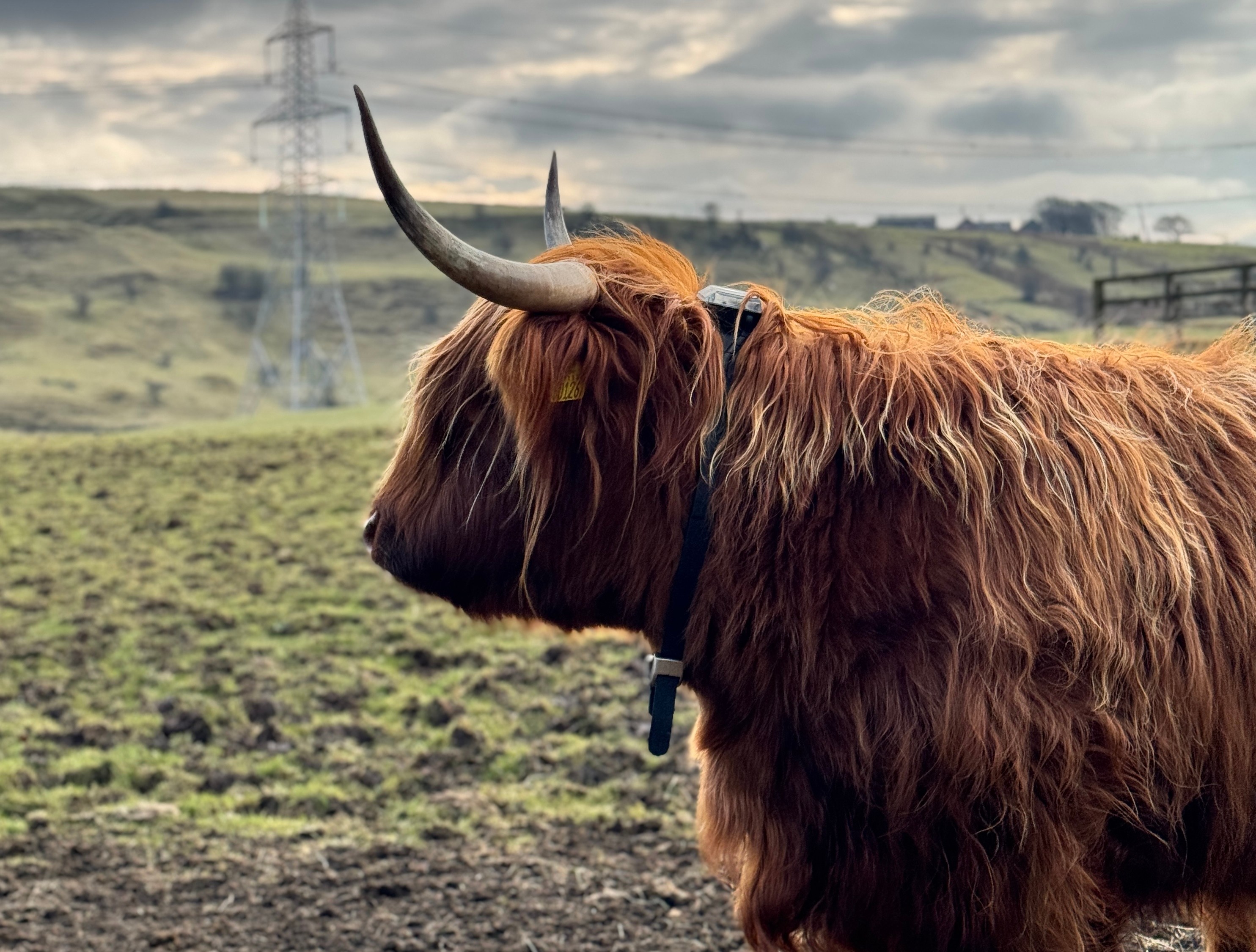 Highland cow with Monil collar