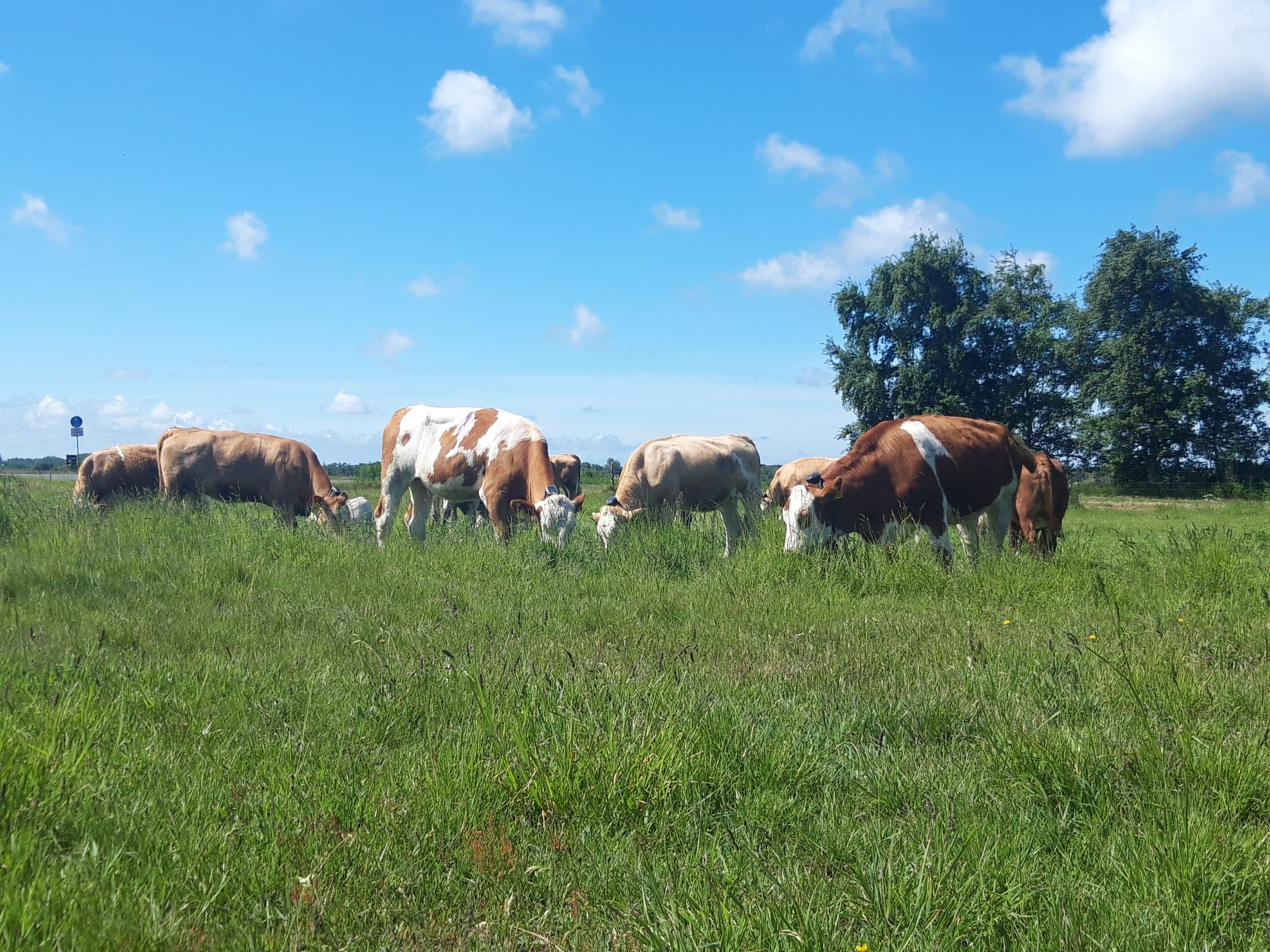 Göttingen virtual fence trial in Germany for conservation 