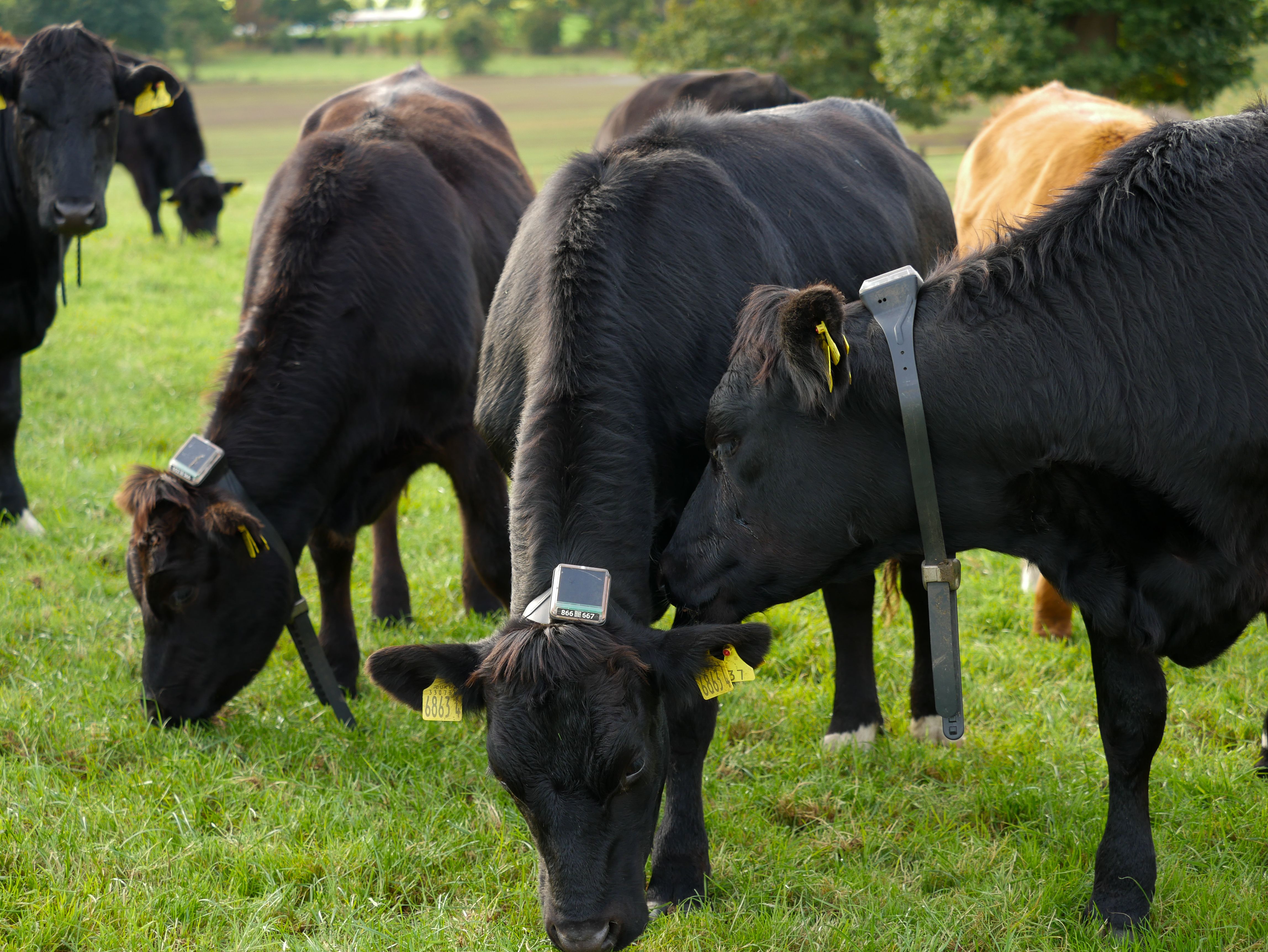 Cows strip grazing with Monil collars for precise pasture management.