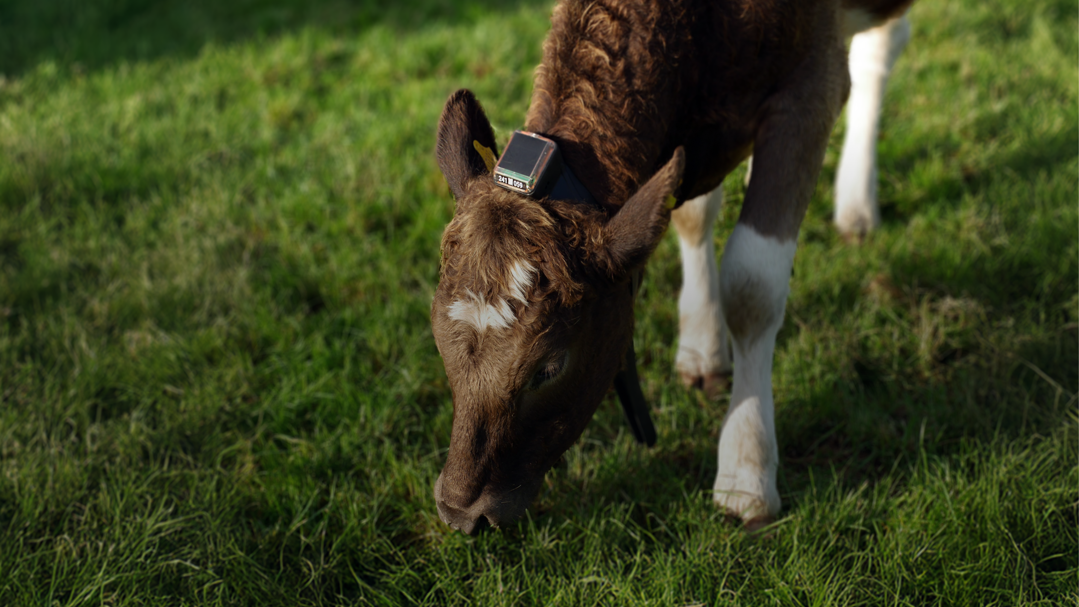 Monil app and monil collar in use