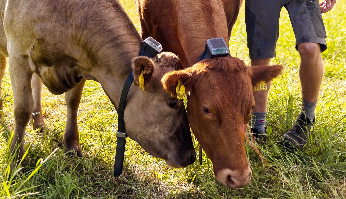 Monil virtual fencing